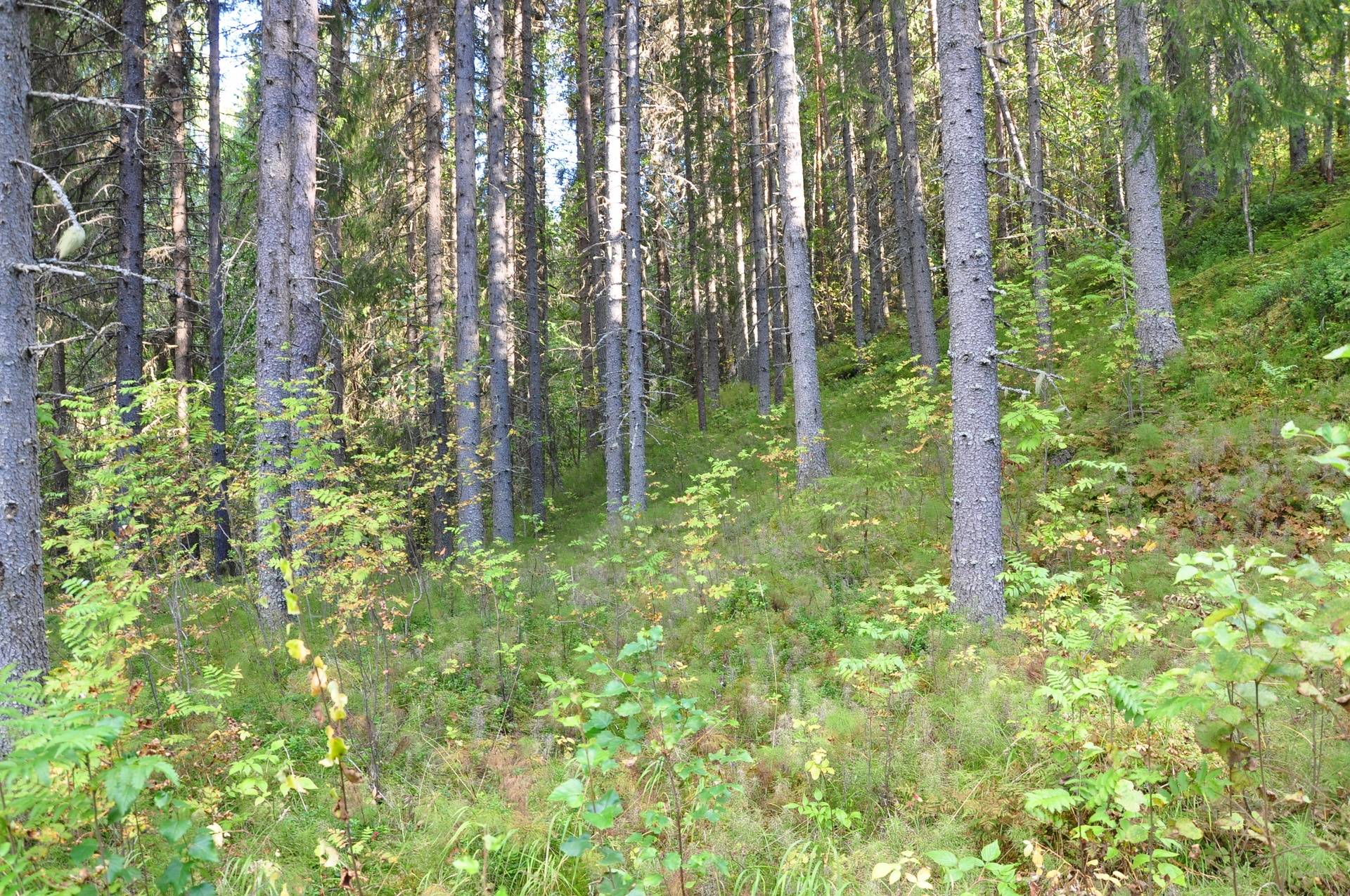 5 rum Gård med jordbruk på Nybyn 10 Älvsbyns kommun - bild 75