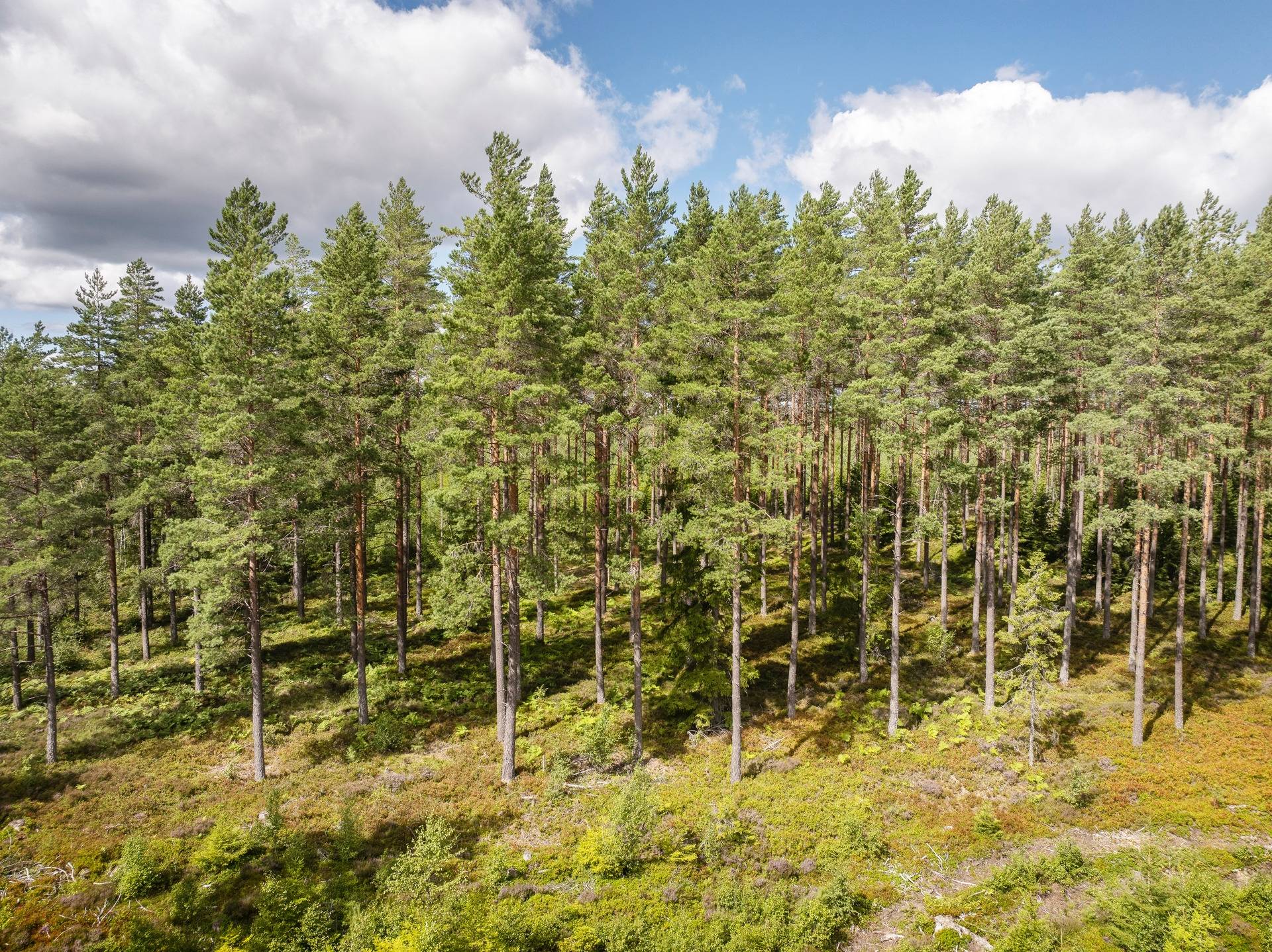 Gård med jordbruk på Apelskift Habo kommun - bild 34