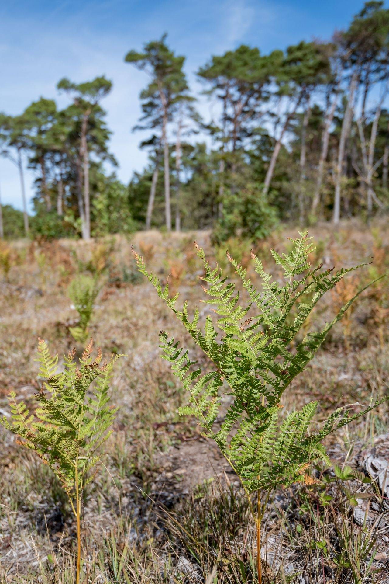 Tomt på Sundre Västergårde 326 C Vamlingbo Gotlands kommun - bild 18