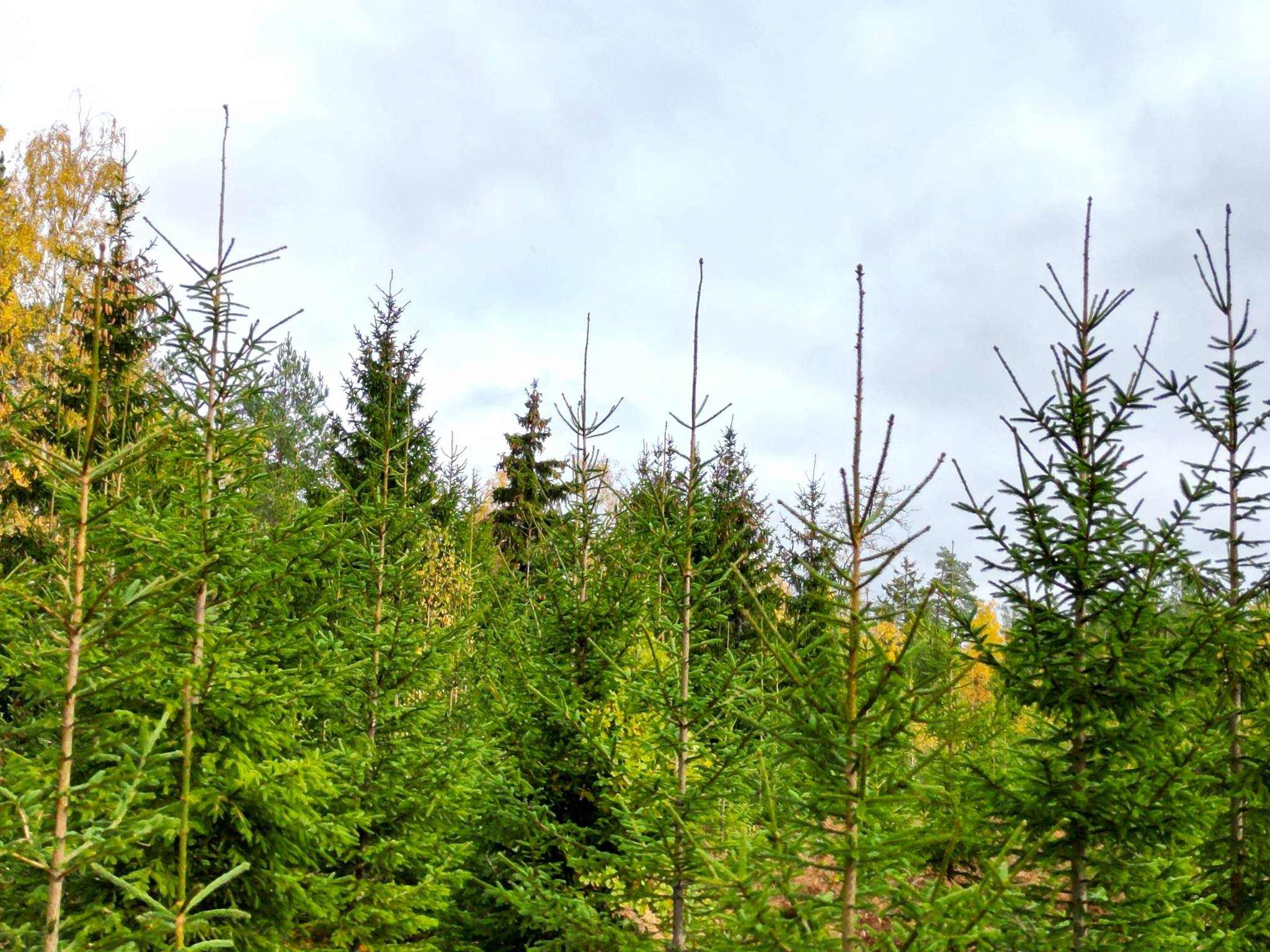 gård/skog på Gullaboås Kalmar Torsås, Torsås kommun - bild 3