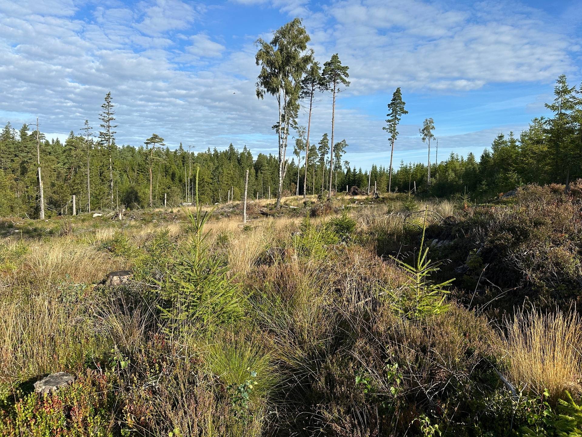 Gård med skogsbruk på MARK ANABÄCKSHULT 2:14 Anabäckshult Marks kommun - bild 22