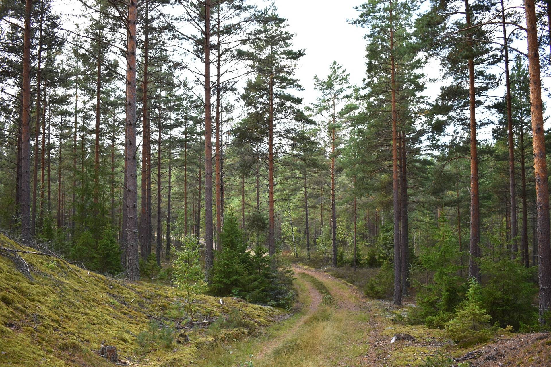Gård med skogsbruk på Gårdsryd 1:2, 3:2 Gårdsryd Nybro kommun - bild 25