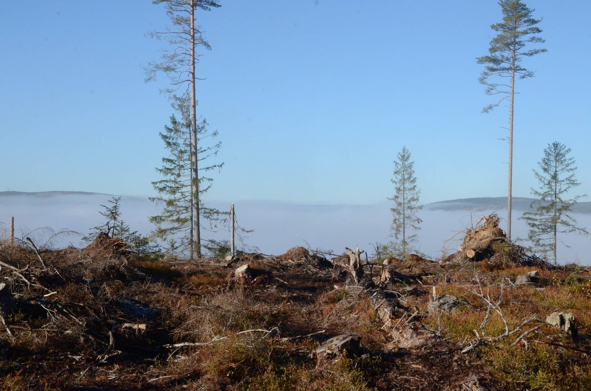 Gård med skogsbruk på Utanmyra Falu kommun - bild 36