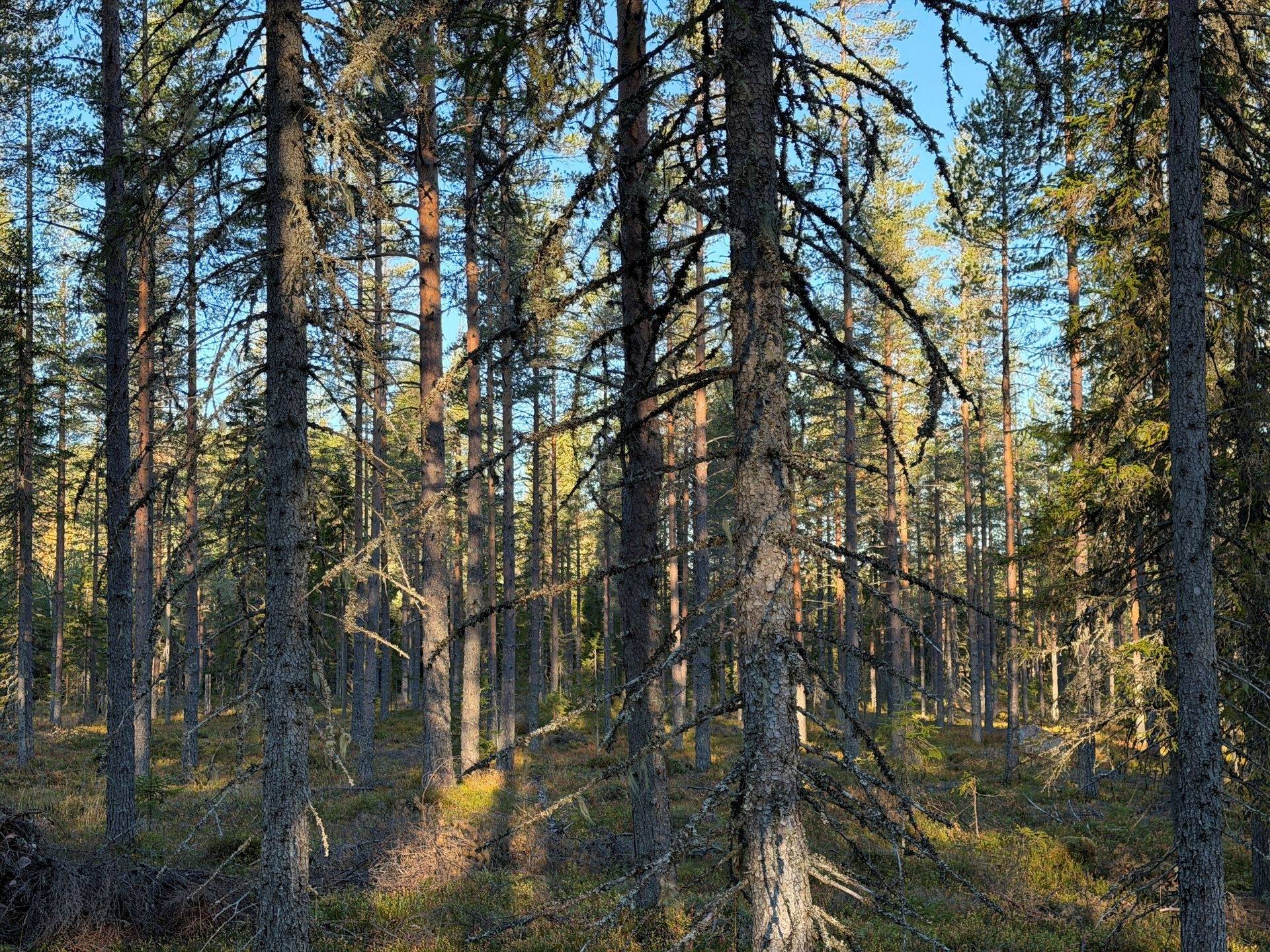 Gård/skog på Hansjö 8:5 Orsa kommun - bild 7