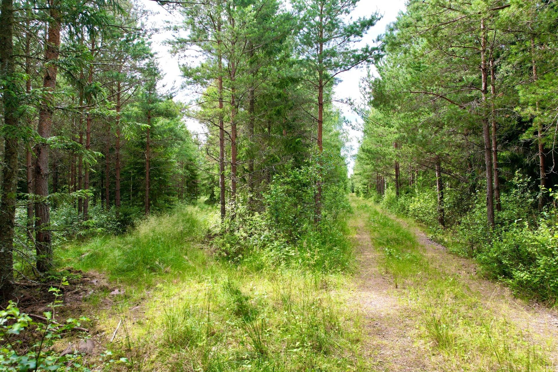 4 rum Gård med skogsbruk på Tåtorp Västra Sjötorp 14 Moholm Töreboda kommun - bild 67
