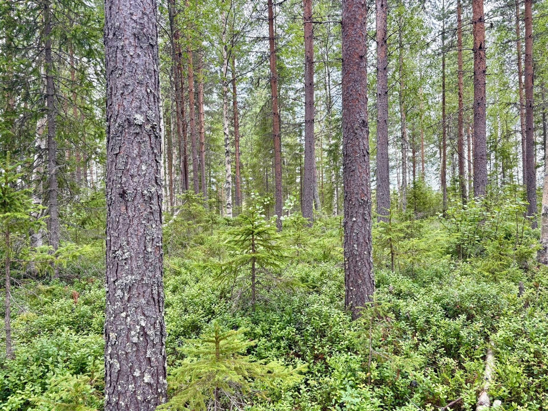 Gård/skog på Björksele 1:44 Lycksele kommun - bild 2