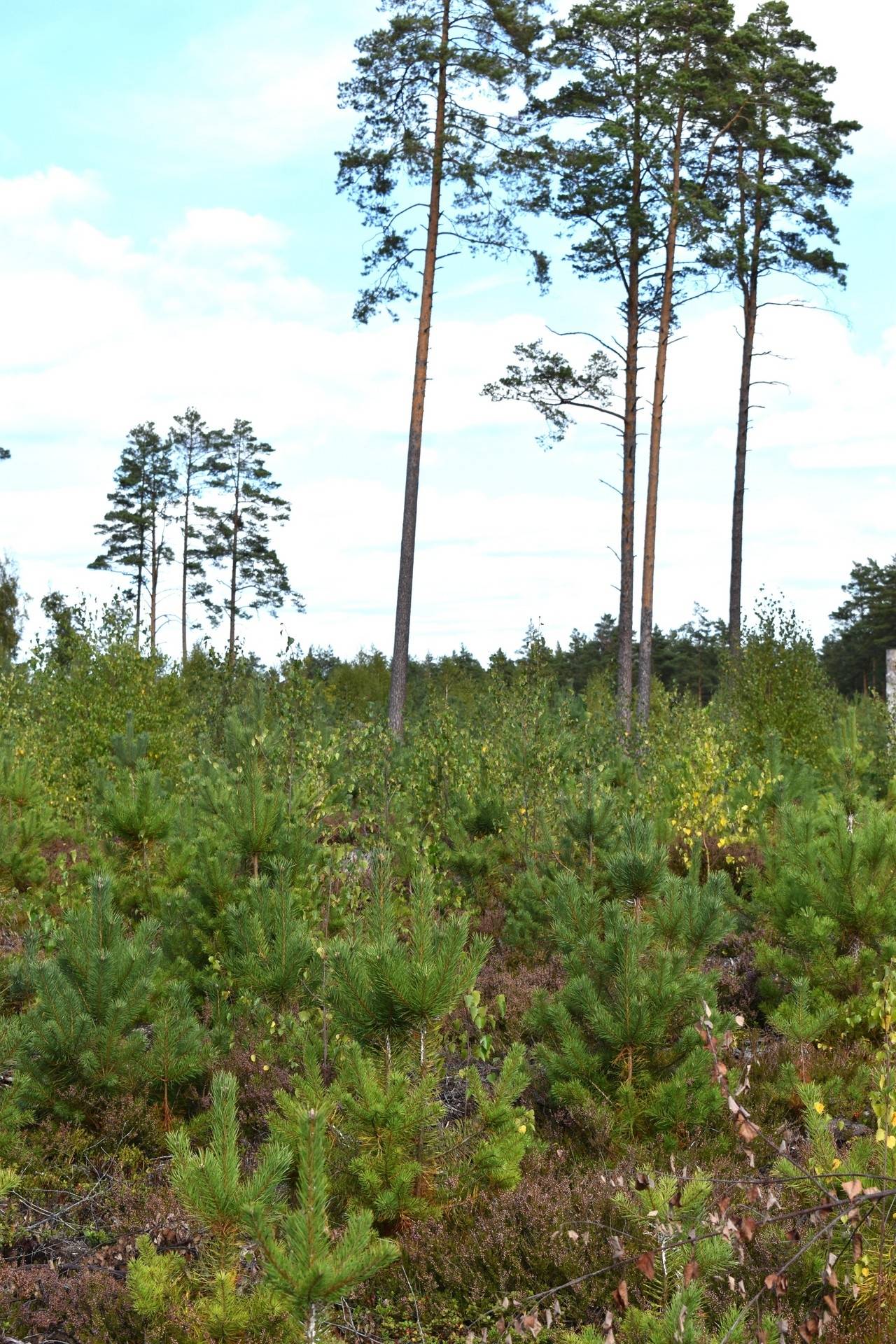 Gård med skogsbruk på Gårdsryd 1:2, 3:2 Gårdsryd Nybro kommun - bild 28