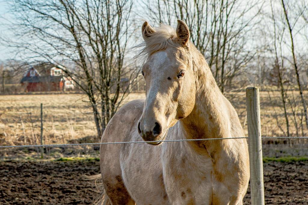 10 rum Gård utan jordbruk på Guntorp 603 Slöinge Falkenbergs kommun - bild 6