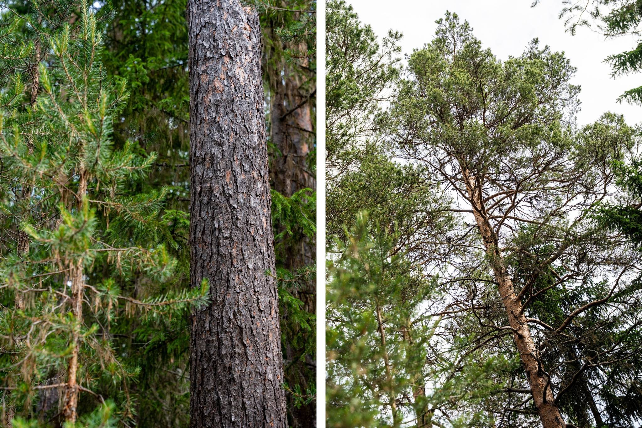 5 rum Gård/skog på Strömnäs 303 Sollefteå kommun - bild 76