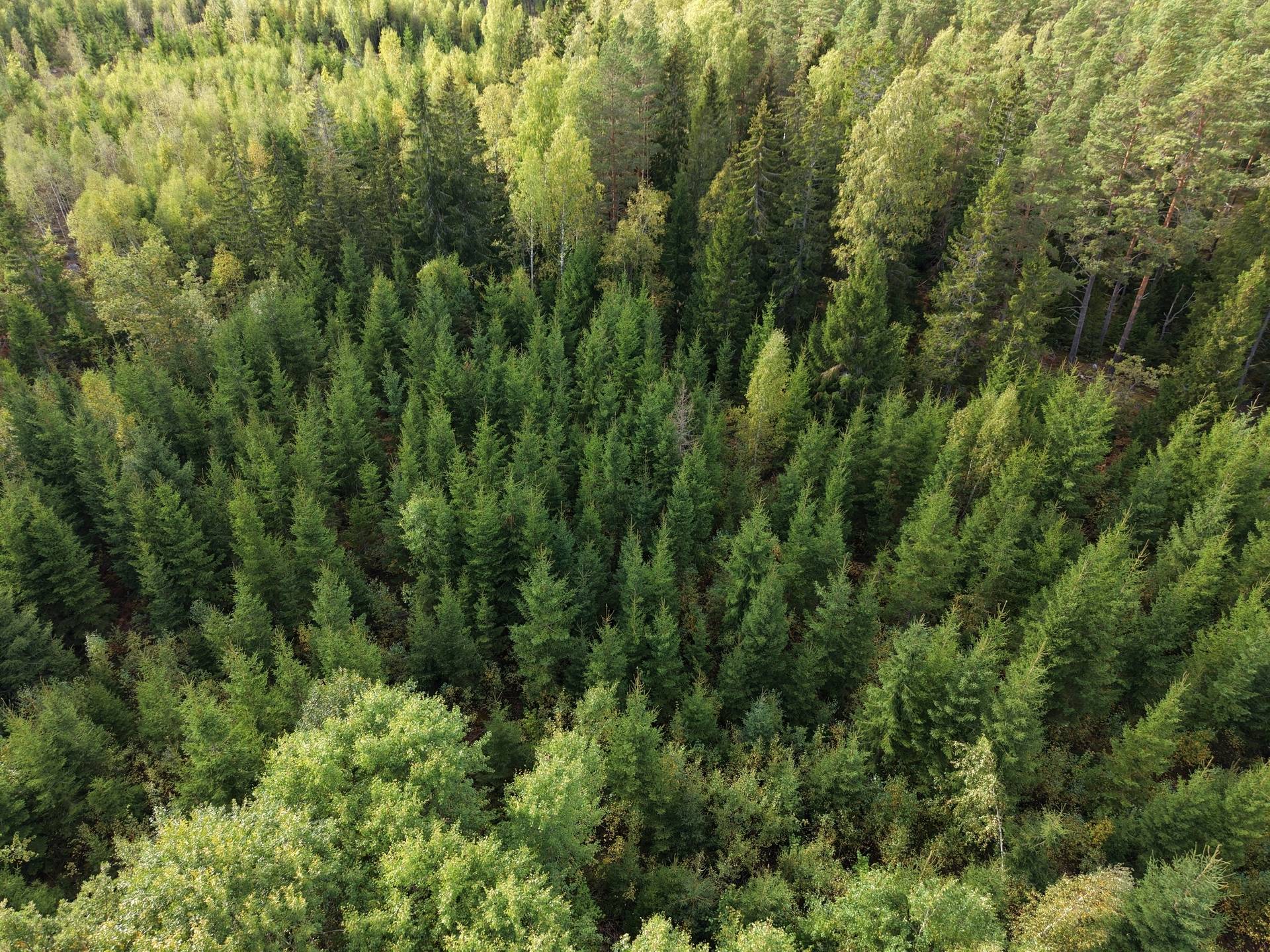Gård med skogsbruk på NORRTÄLJE SÖDERMARJUM 2:2 Norrtälje kommun - bild 16
