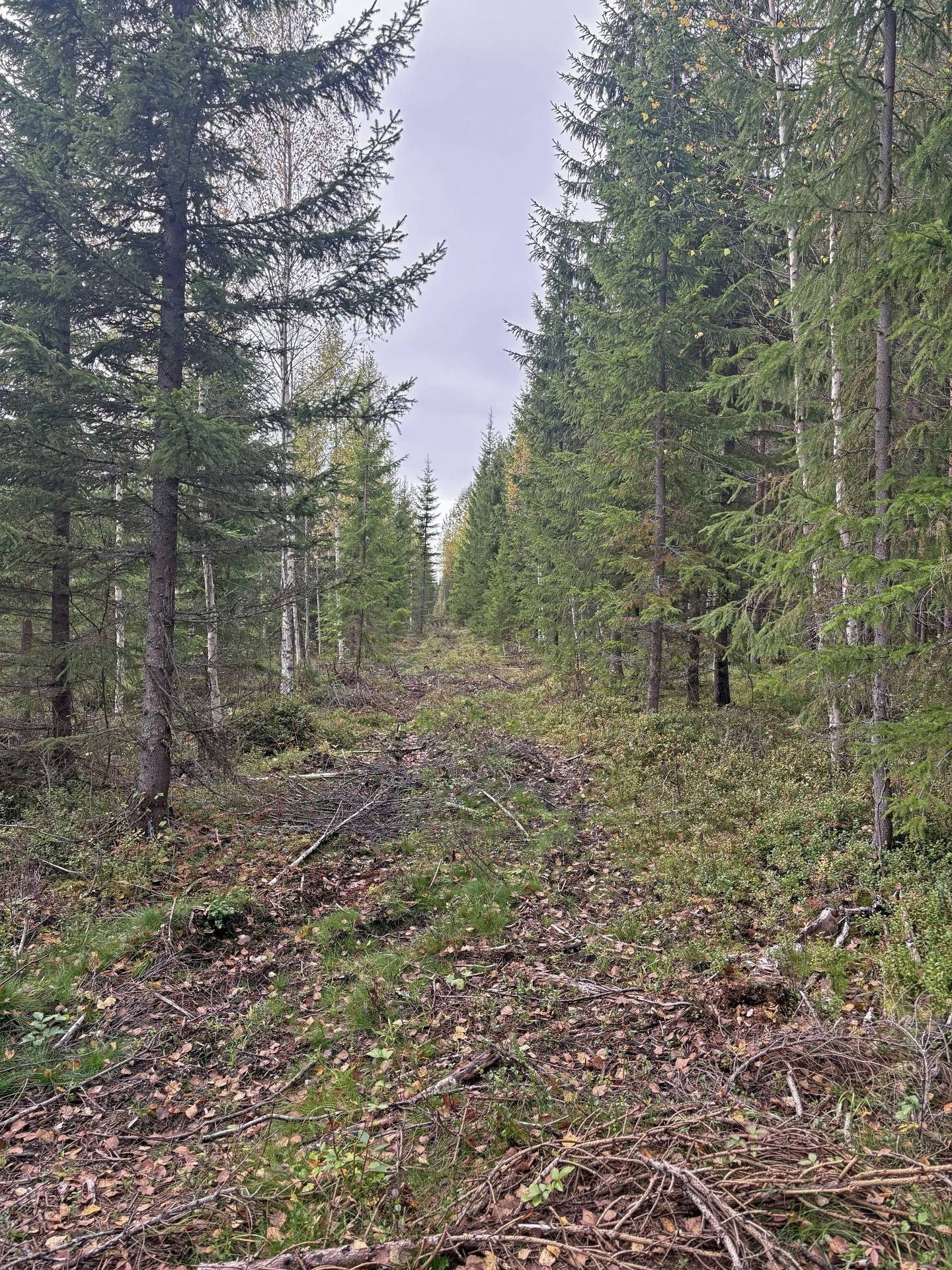 Gård/skog på Tavelsjö Umeå kommun - bild 9