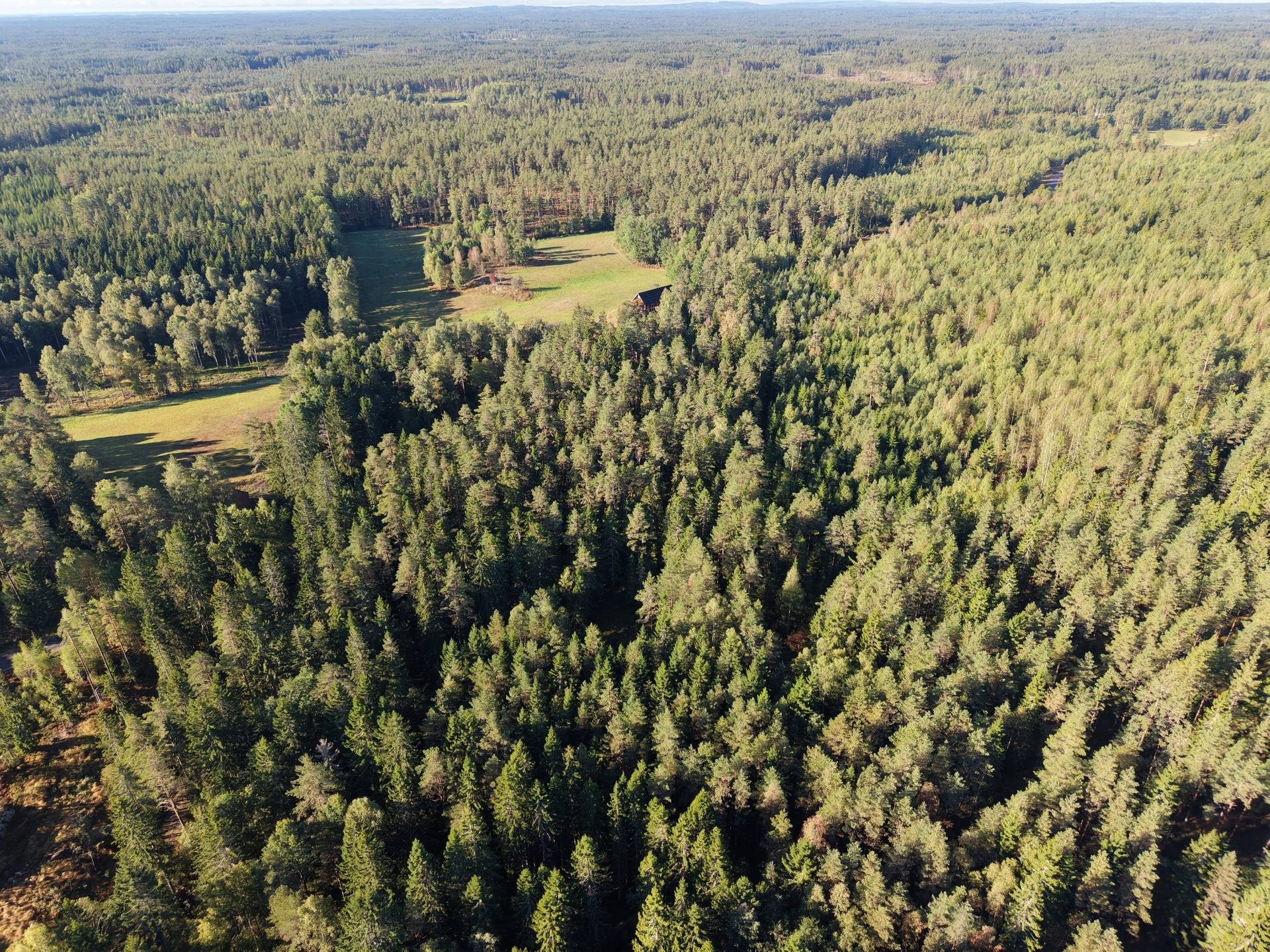Gård/skog på Högbron Isefall 1:7 – skogsgård med stor andel avverkningsmogen skog MOTALA ISEFALL 1:7 Motala kommun - bild 8
