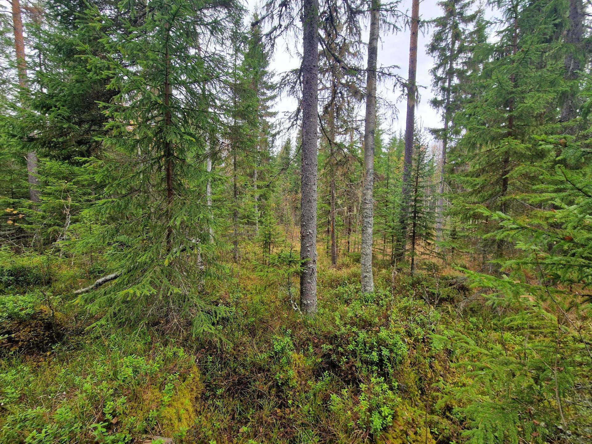Gård med skogsbruk på BRÄCKE LUND 2:113 & 2:83 Sörbygden Bräcke kommun - bild 7