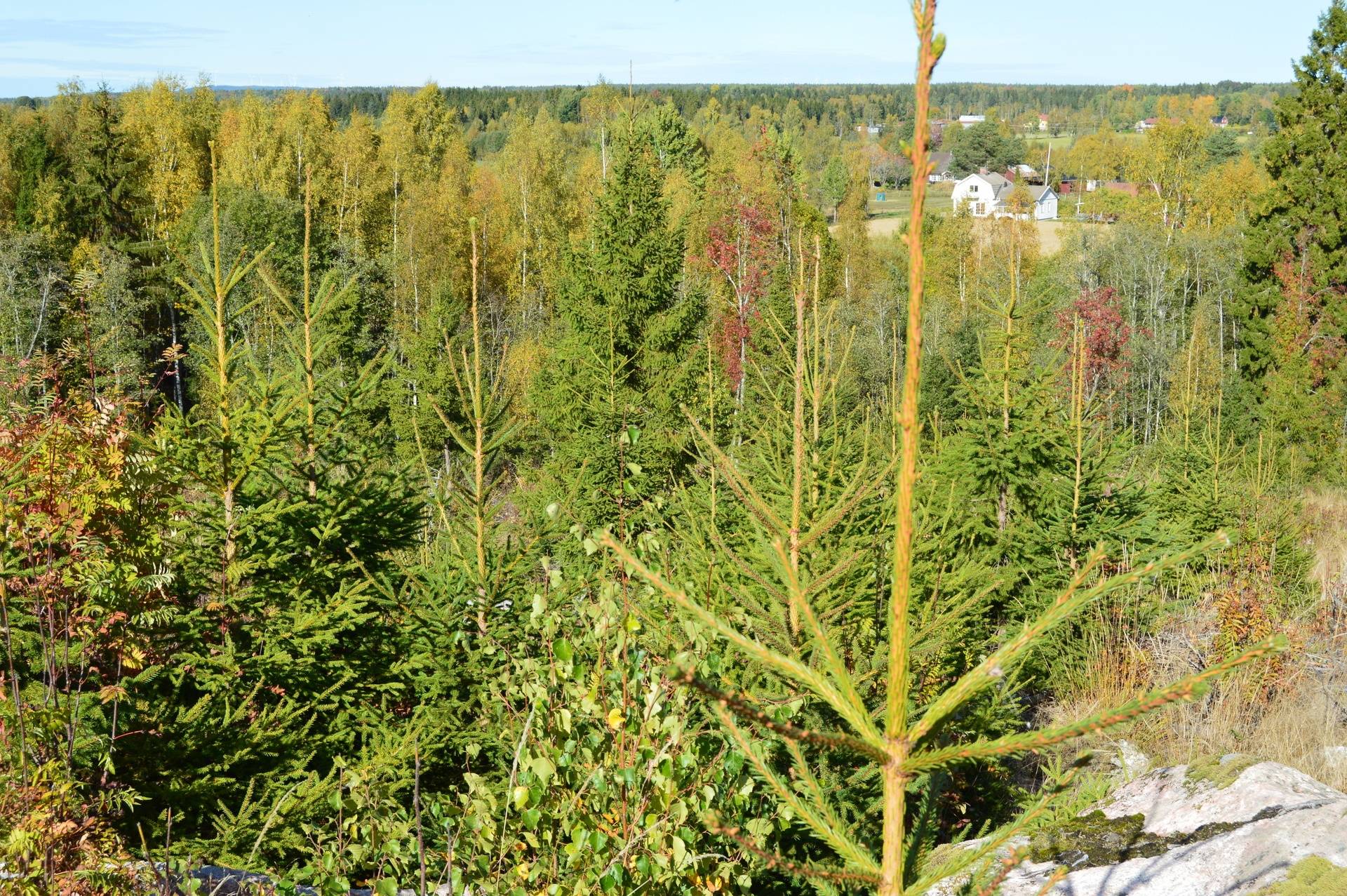 Gård med skogsbruk på Landtjärn Sandvikens kommun - bild 23