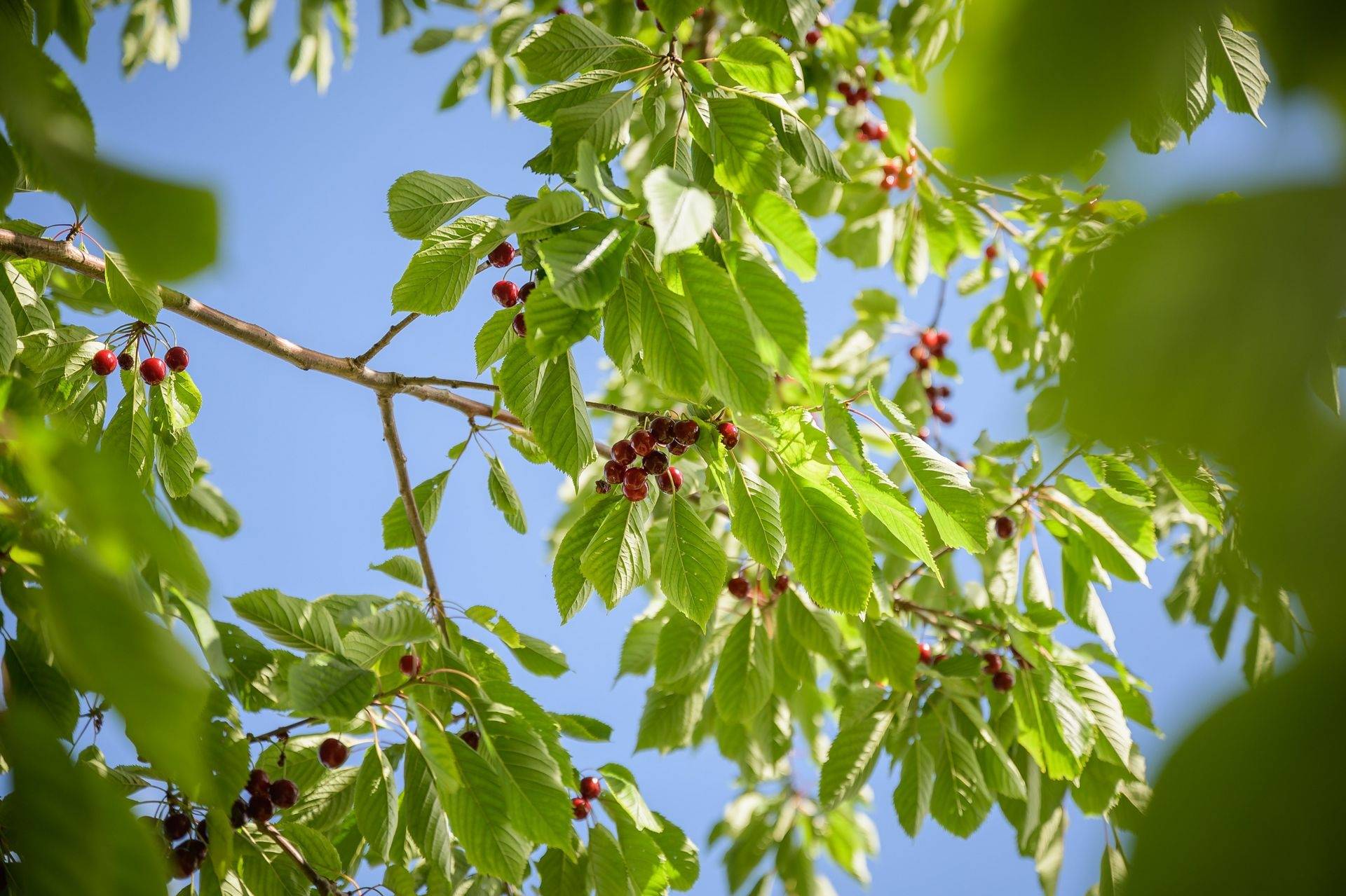 5 rum Villa på Aspdalsvägen 3 Höllviken Kronodal Vellinge kommun - bild 38