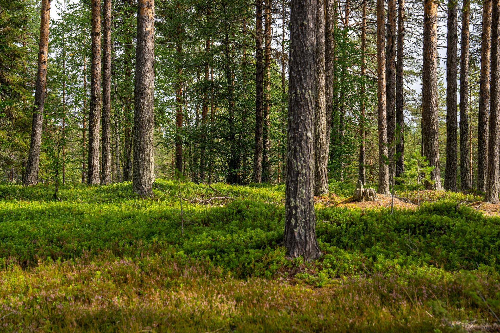 Gård/skog på Talludden - Sandsele 2:59 Sorsele kommun - bild 6