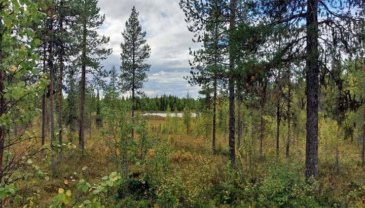 Pajala kommun