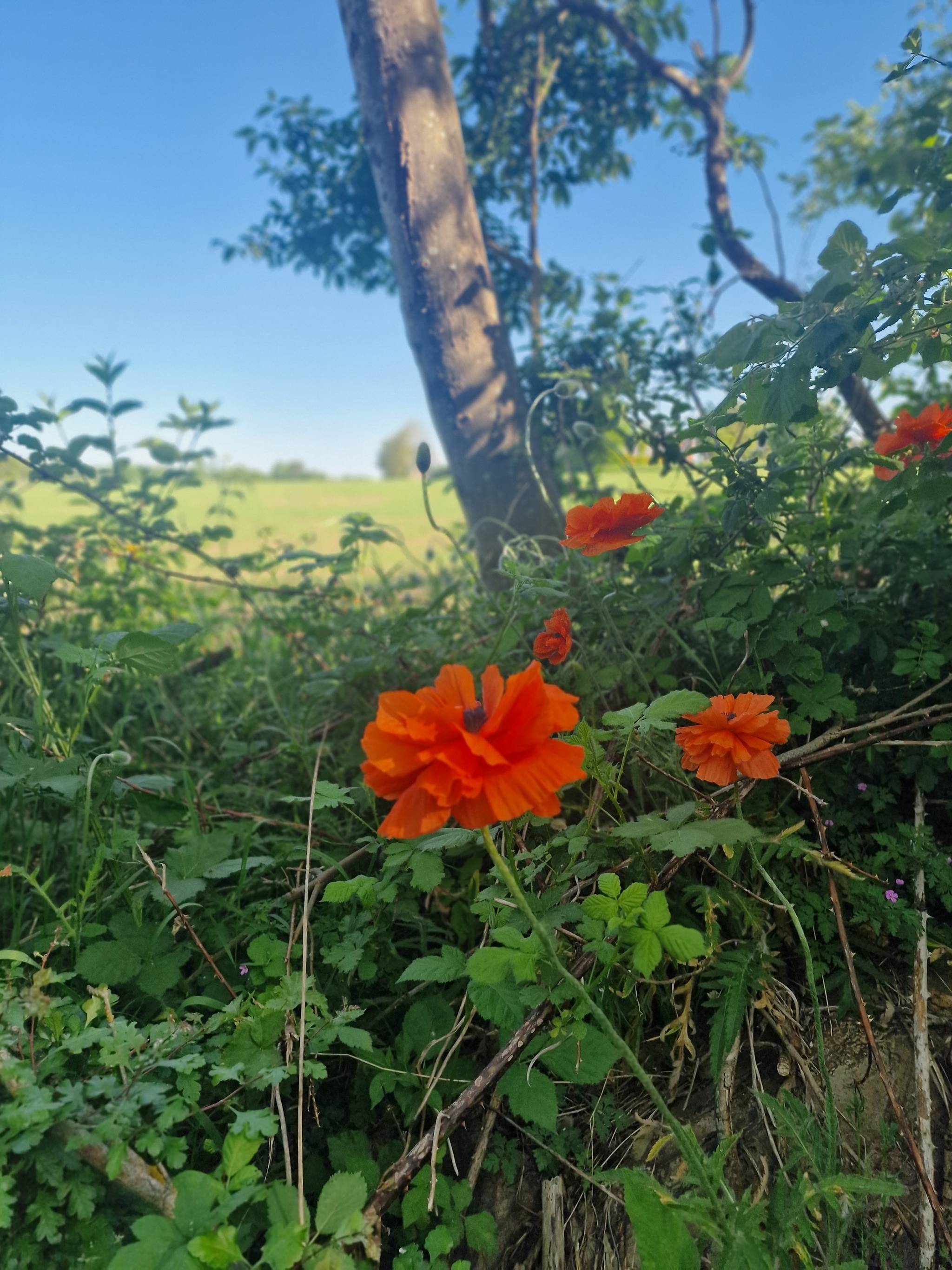 6 rum Gård/skog på Vasagården 3625 Kågeröd Svalövs kommun - bild 35