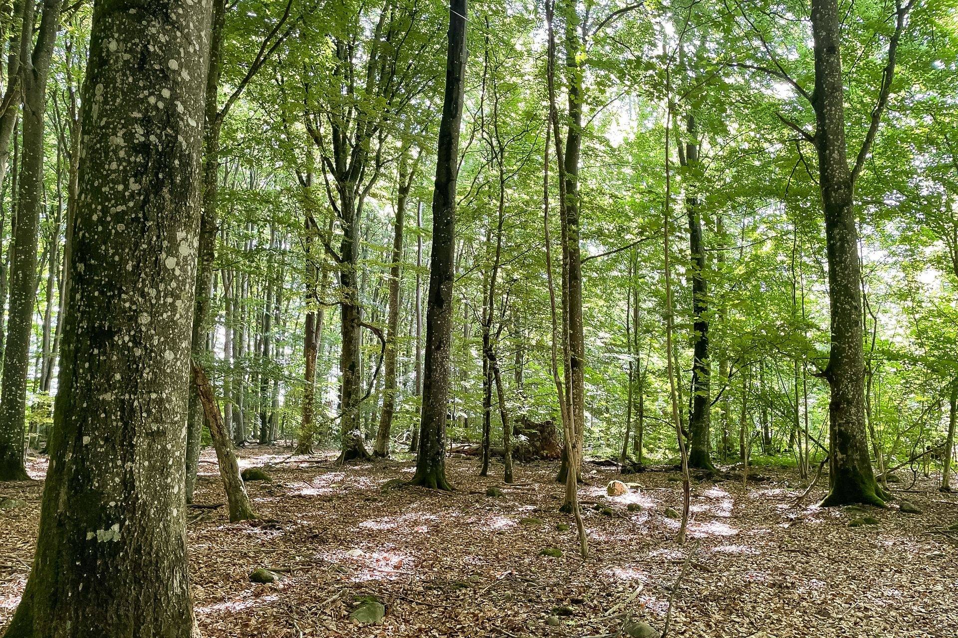 Gård med skogsbruk på SJÖBO ALESTAD 13:22 Sjöbo kommun - bild 2
