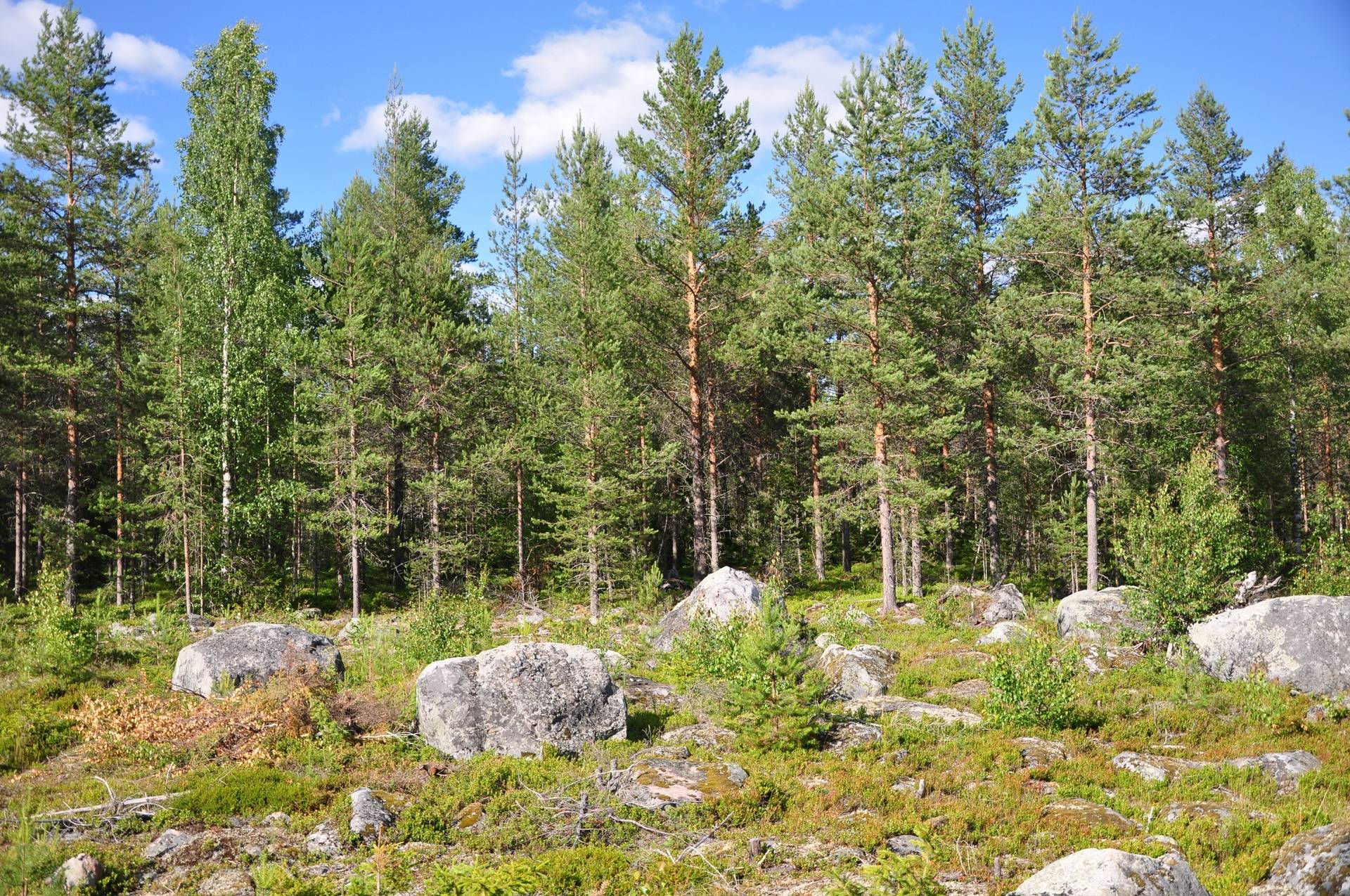 gård/skog på Gammelgården / Näsbyn Kalix, Kalix kommun - bild 4