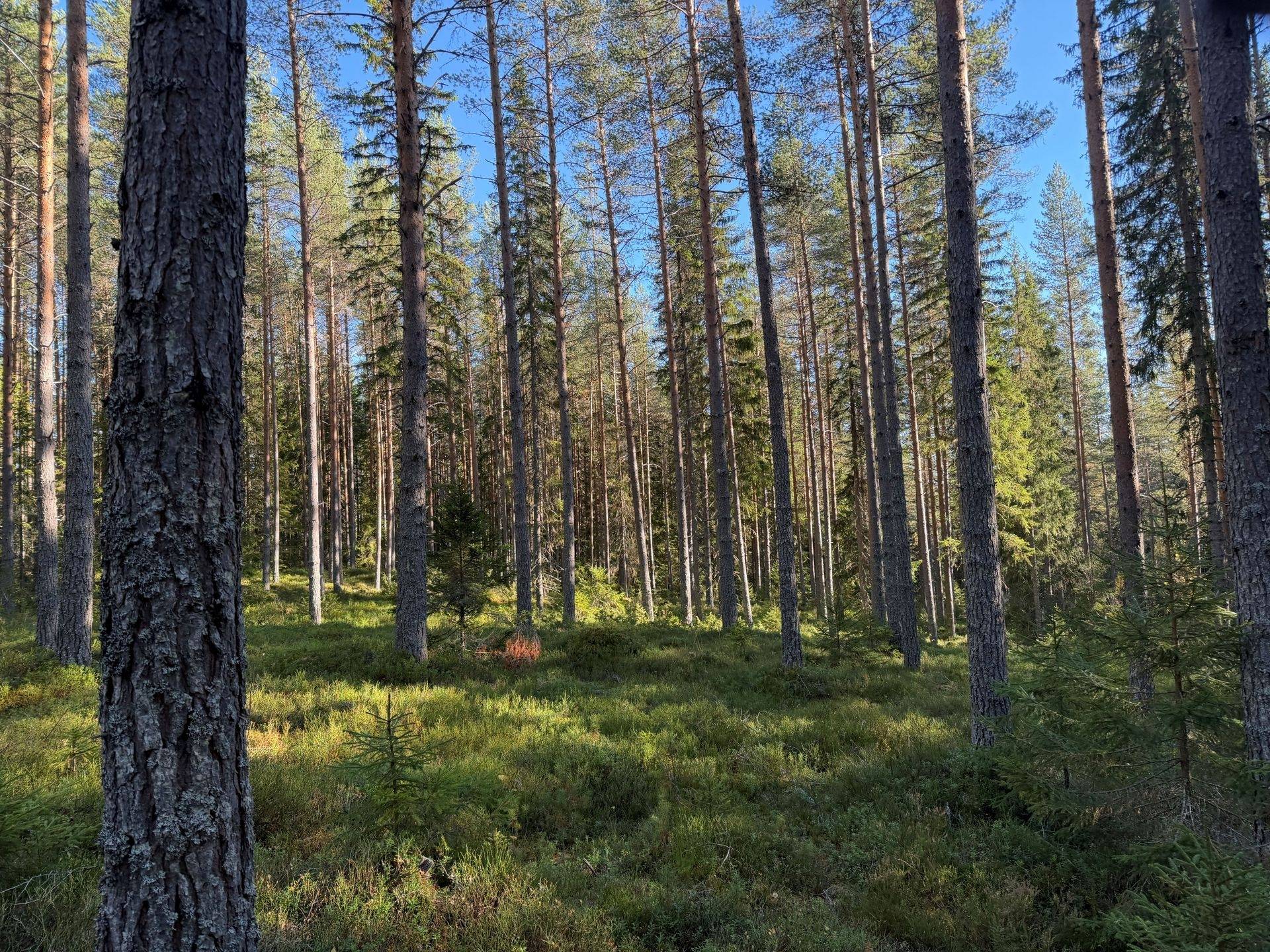 Gård/skog på Loka 31:15 Älvdalens kommun - bild 14
