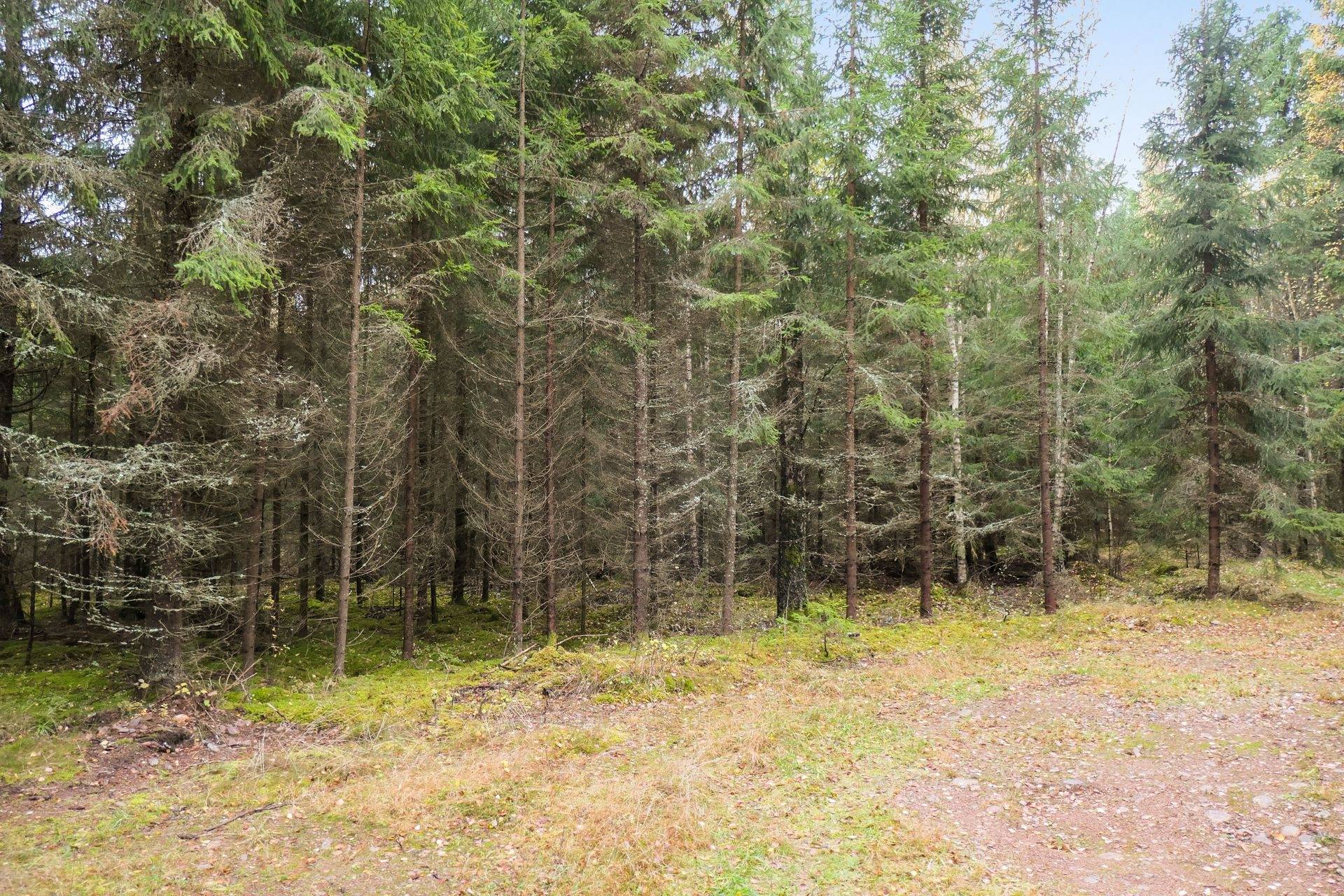 Gård/skog på 56 ha skogsmark med bra bonitet utanför Floby Falköpings kommun - bild 17