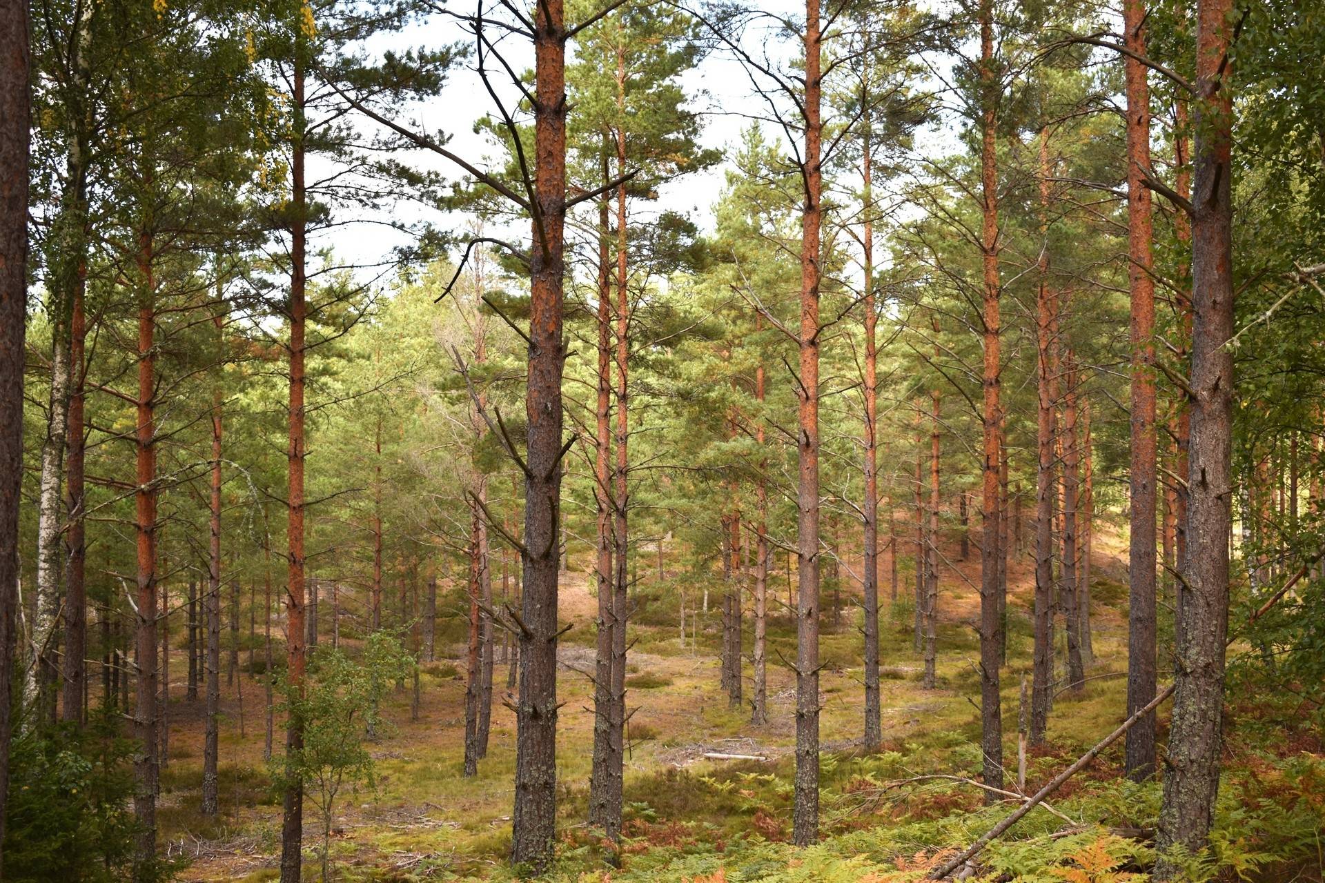 Gård med skogsbruk på Gårdsryd 1:2, 3:2 Gårdsryd Nybro kommun - bild 21