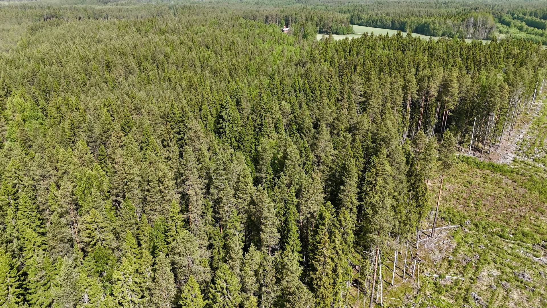 Gård/skog på Skellefteå Degerbyn Degerbyn Skellefteå kommun - bild 2