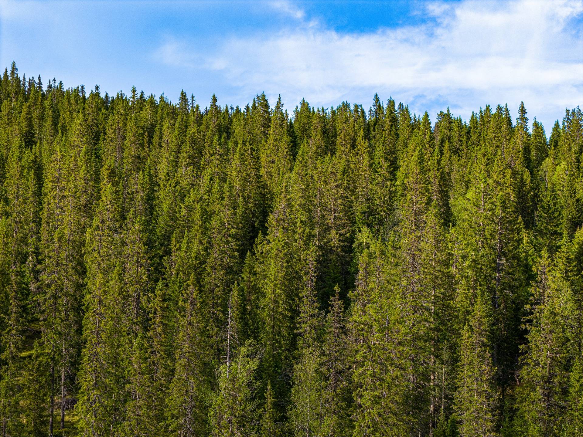 Gård/skog på Heligfjäll 1:2 Vilhelmina Vilhelmina kommun - bild 20