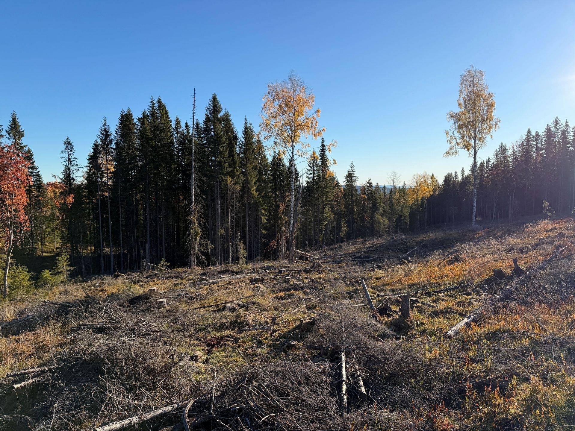 Gård/skog på Hansjö 8:5 Orsa kommun - bild 14
