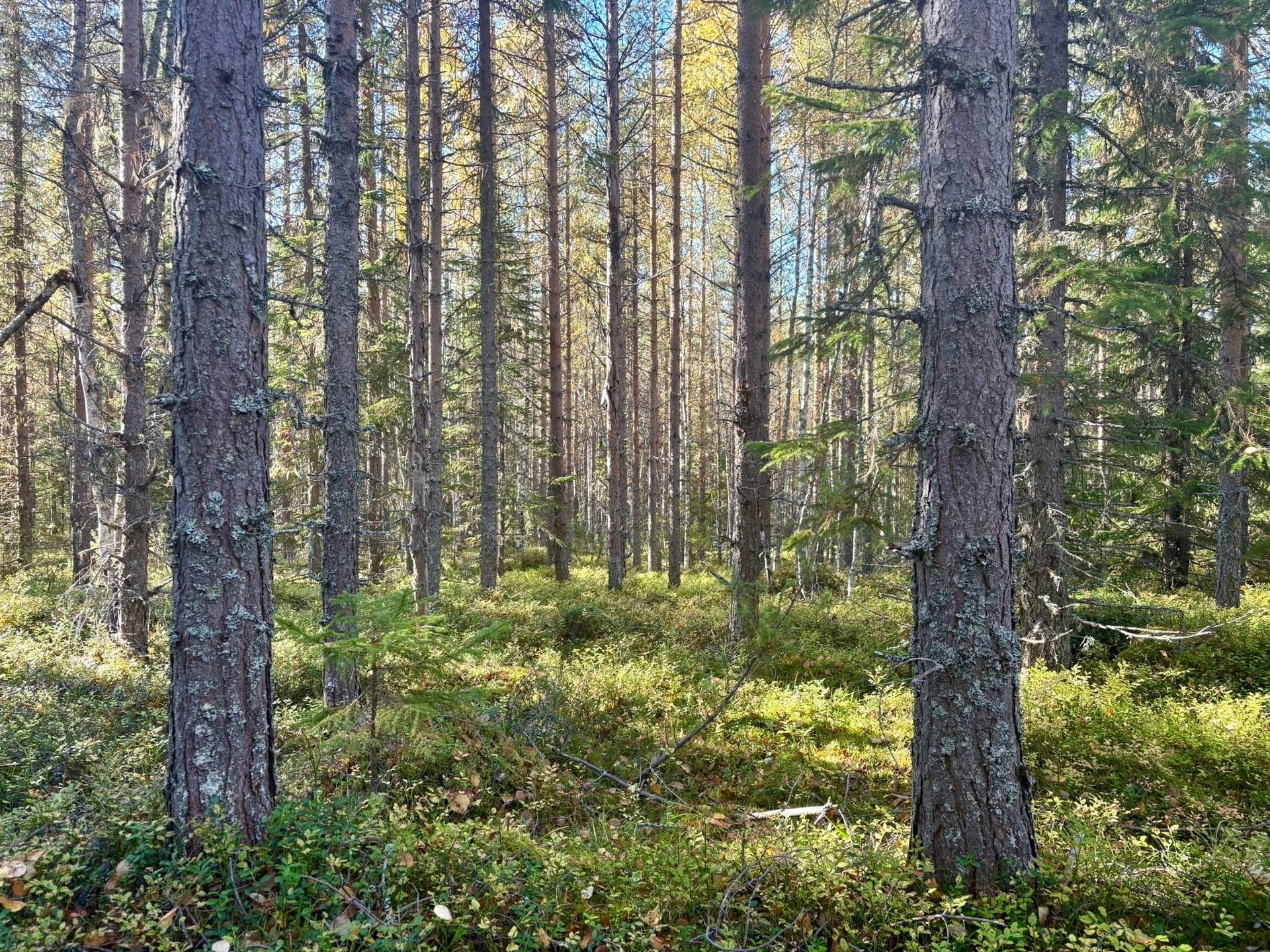 Gård/skog på Örträsk 2:38 Lycksele kommun - bild 5