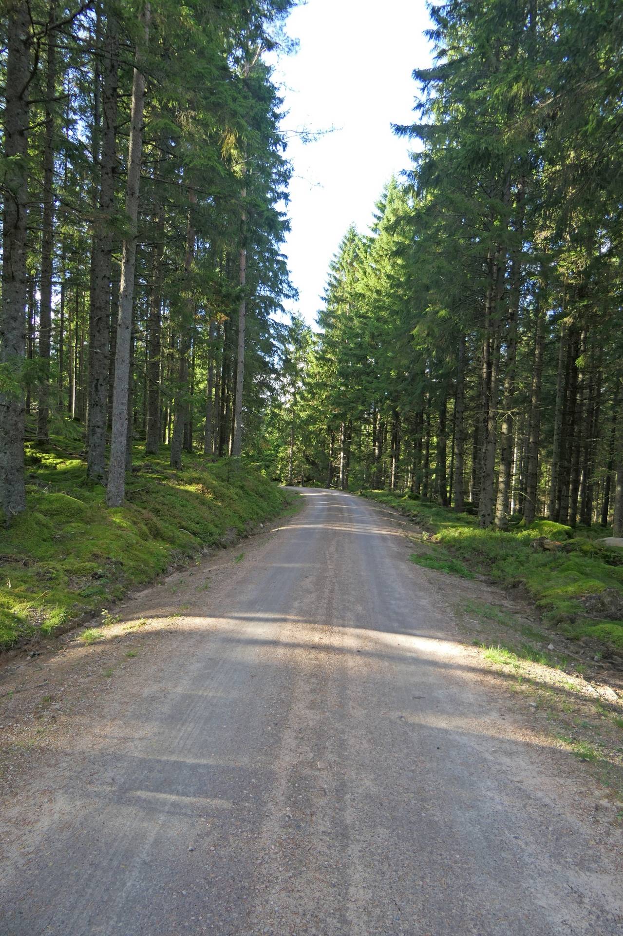 Gård/skog på Sexdrega-Hestra Svenljunga kommun - bild 9