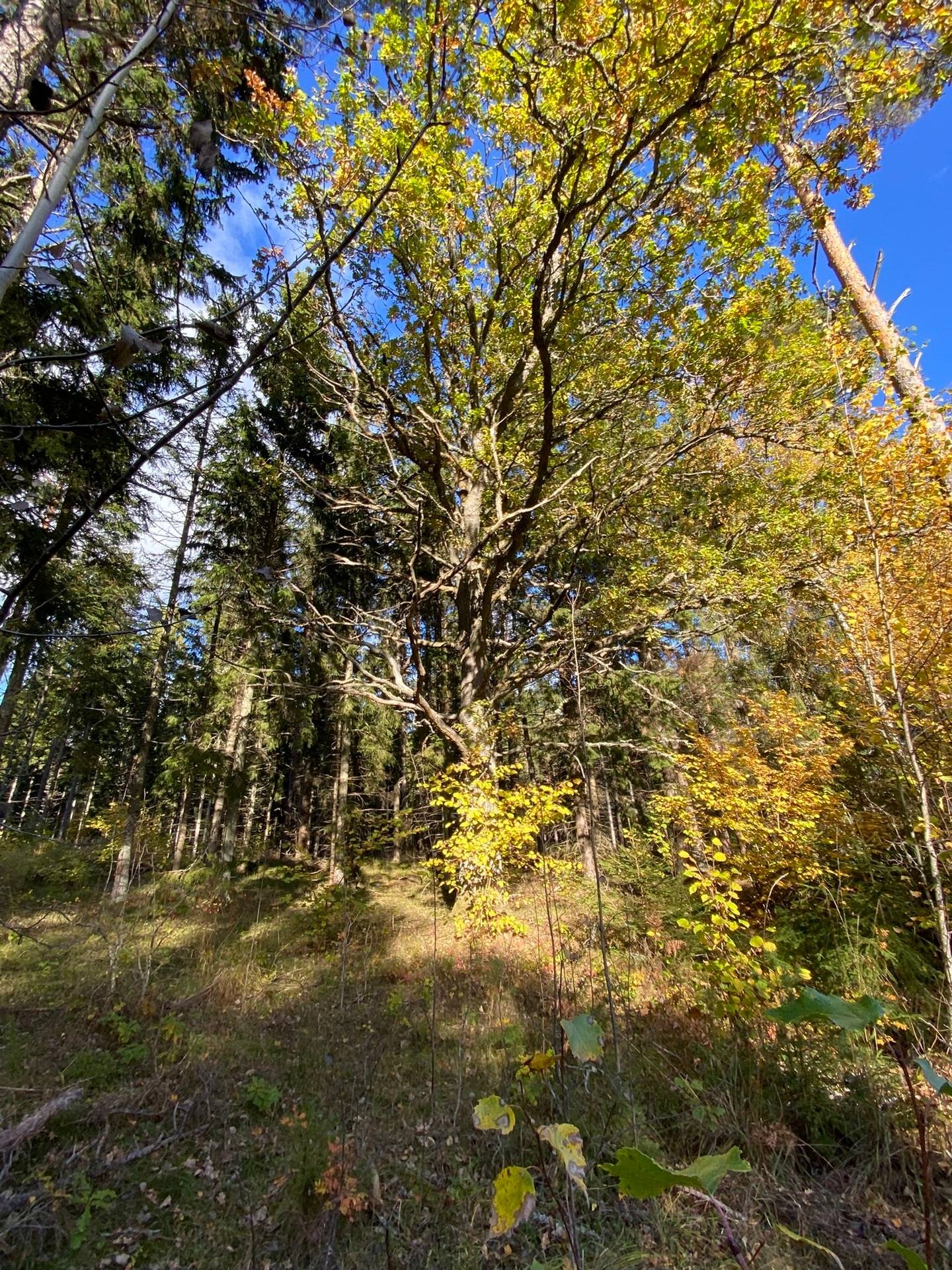 Tomt på Ubbyvägen 55 Norrtälje kommun - bild 7