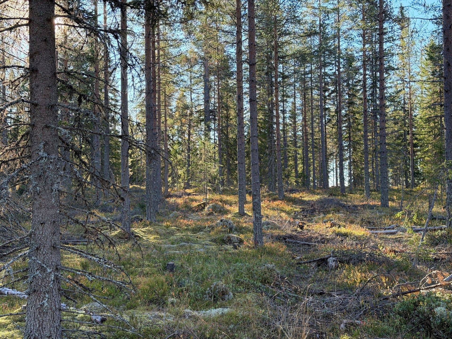 Gård/skog på Hansjö 8:5 Orsa kommun - bild 5