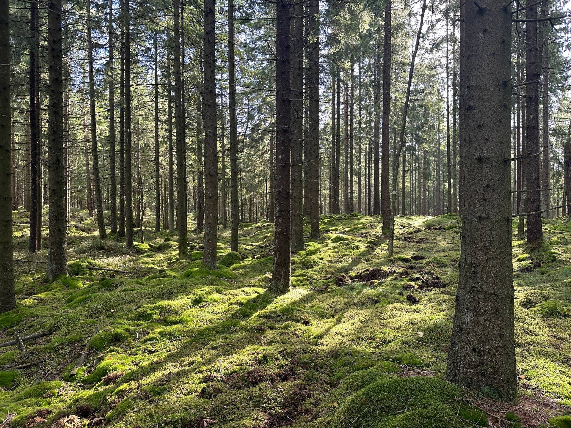 Gård med skogsbruk på MARK ANABÄCKSHULT 2:14 Anabäckshult Marks kommun - bild 2