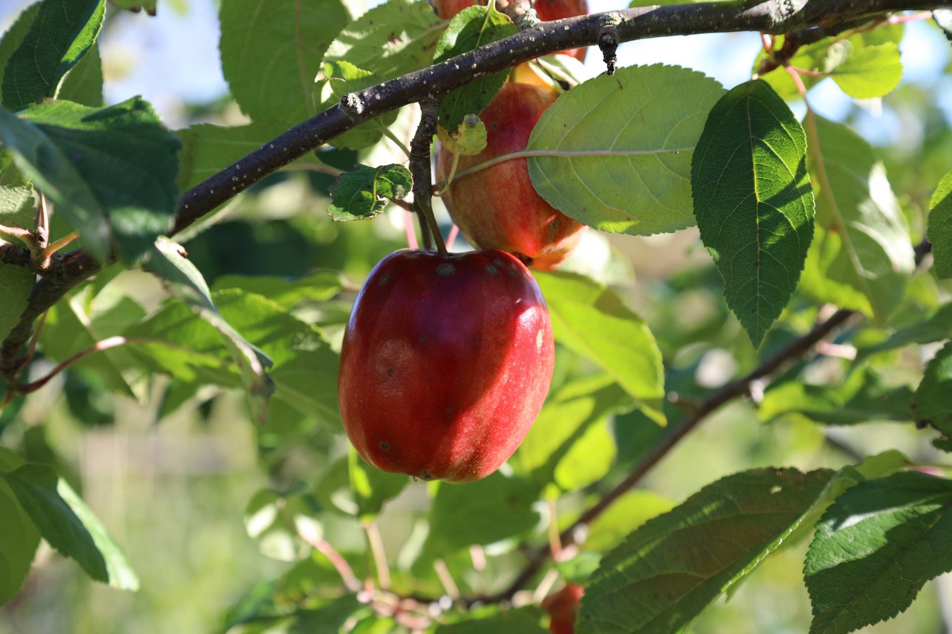 Gård med jordbruk på Kasa 145 Husum Örnsköldsviks kommun - bild 44