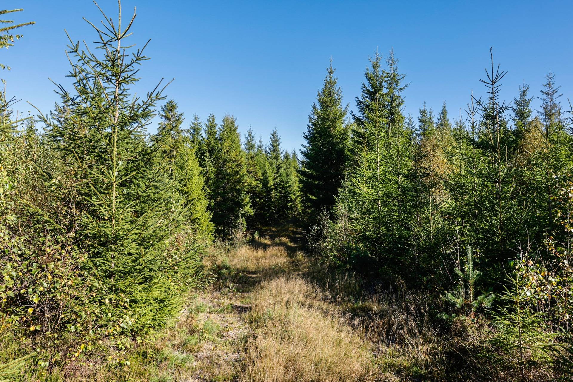 Gård/skog på SVENLJUNGA UGGLEBO 2:3 Örsås Svenljunga kommun - bild 25