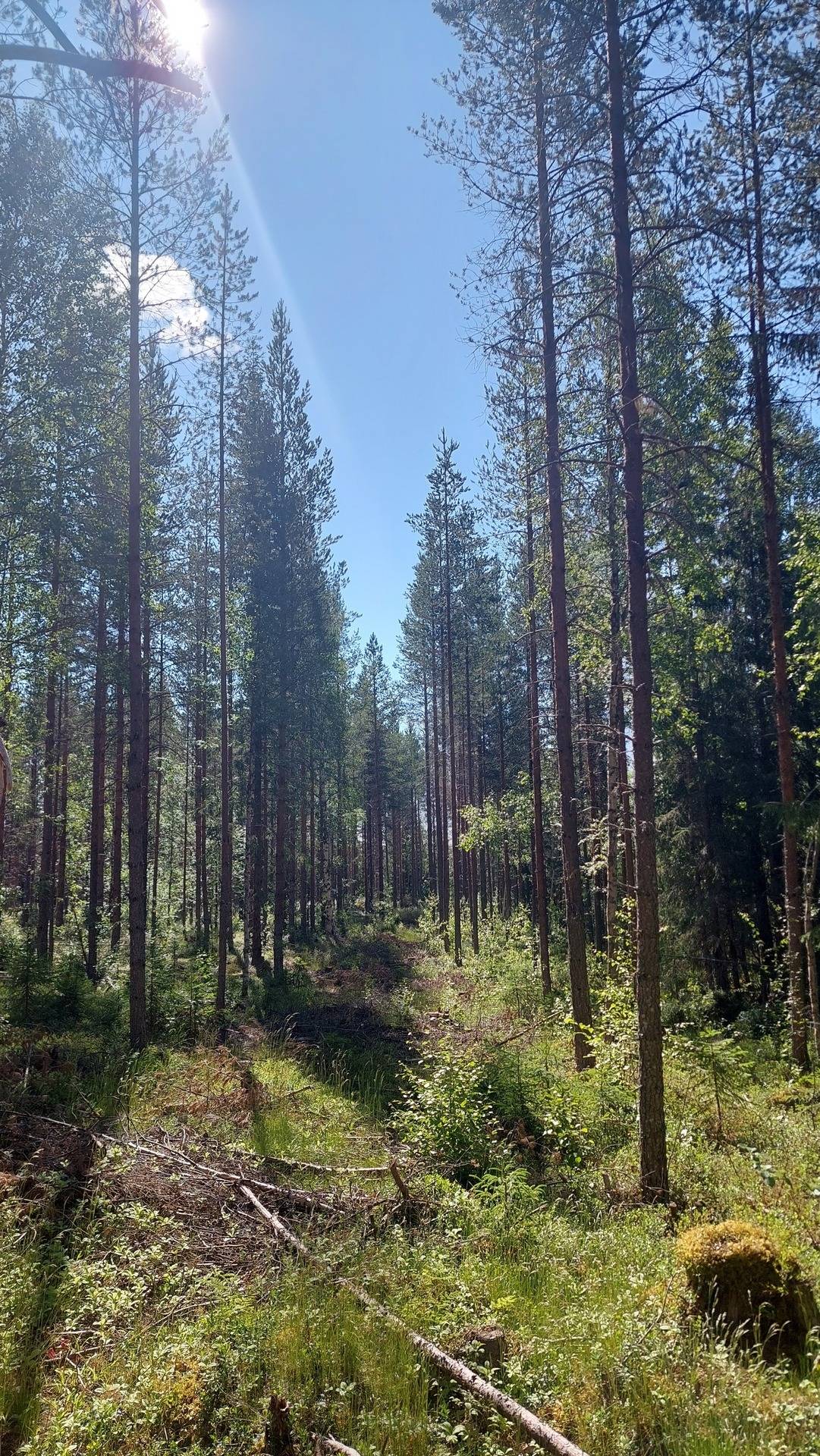 Gård med skogsbruk på Krokvåg 1:124 m.fl Krokvåg Ragunda kommun - bild 21