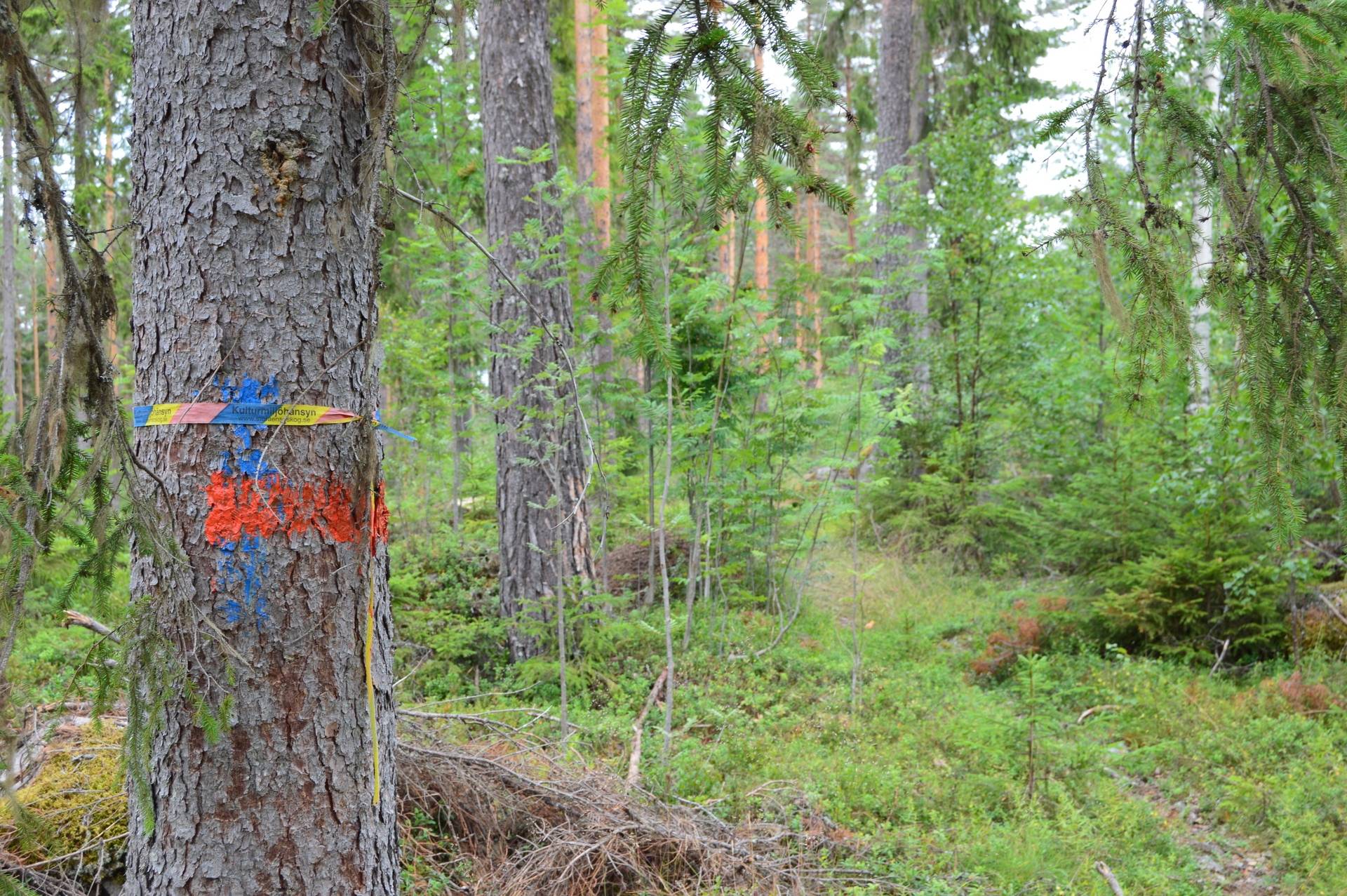 Gård med skogsbruk på Staffas i Linghed Falu kommun - bild 3