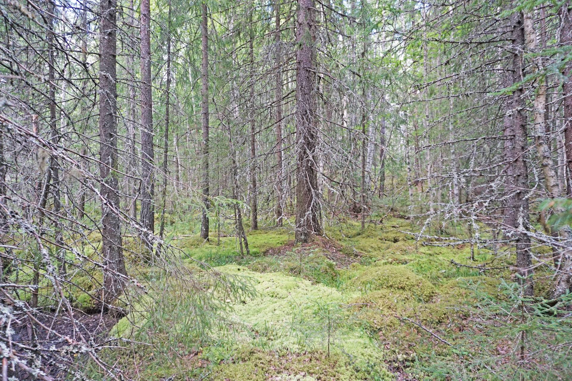 2 rum Gård med jordbruk på Oppli Ljusdals kommun - bild 75