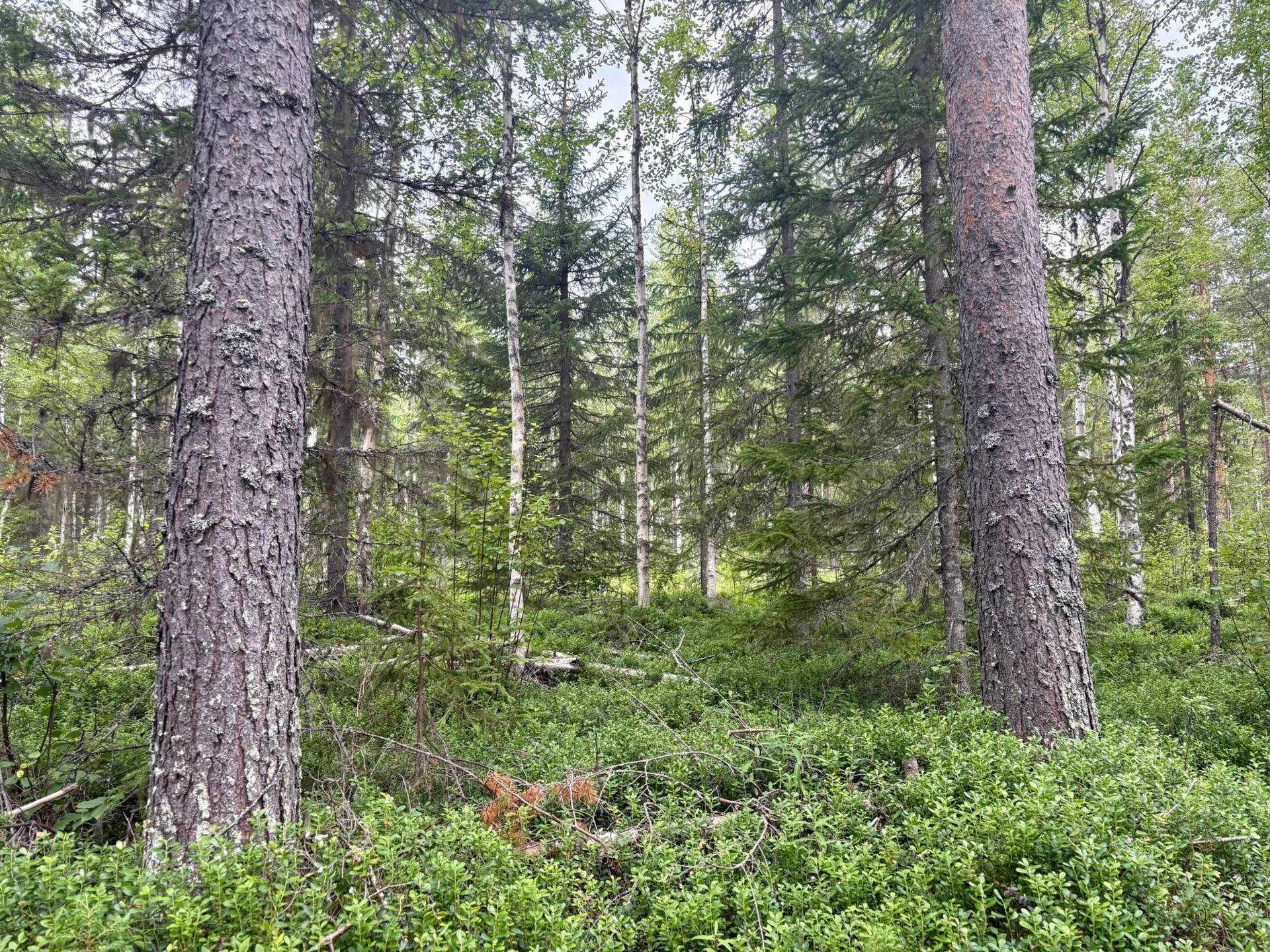 Gård/skog på Björksele 1:44 Lycksele kommun - bild 7