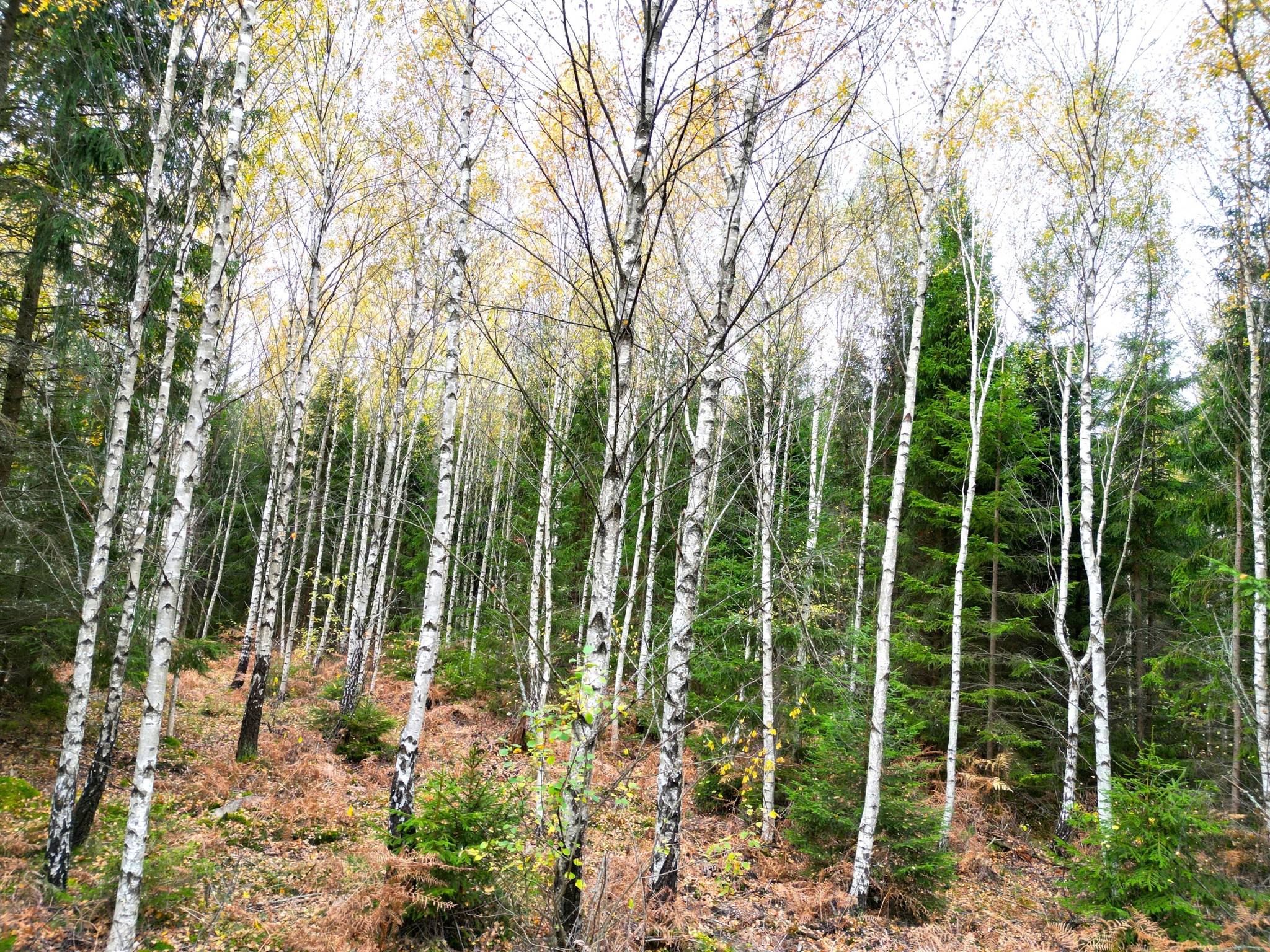 gård/skog på Gullaboås Kalmar Torsås, Torsås kommun - bild 2