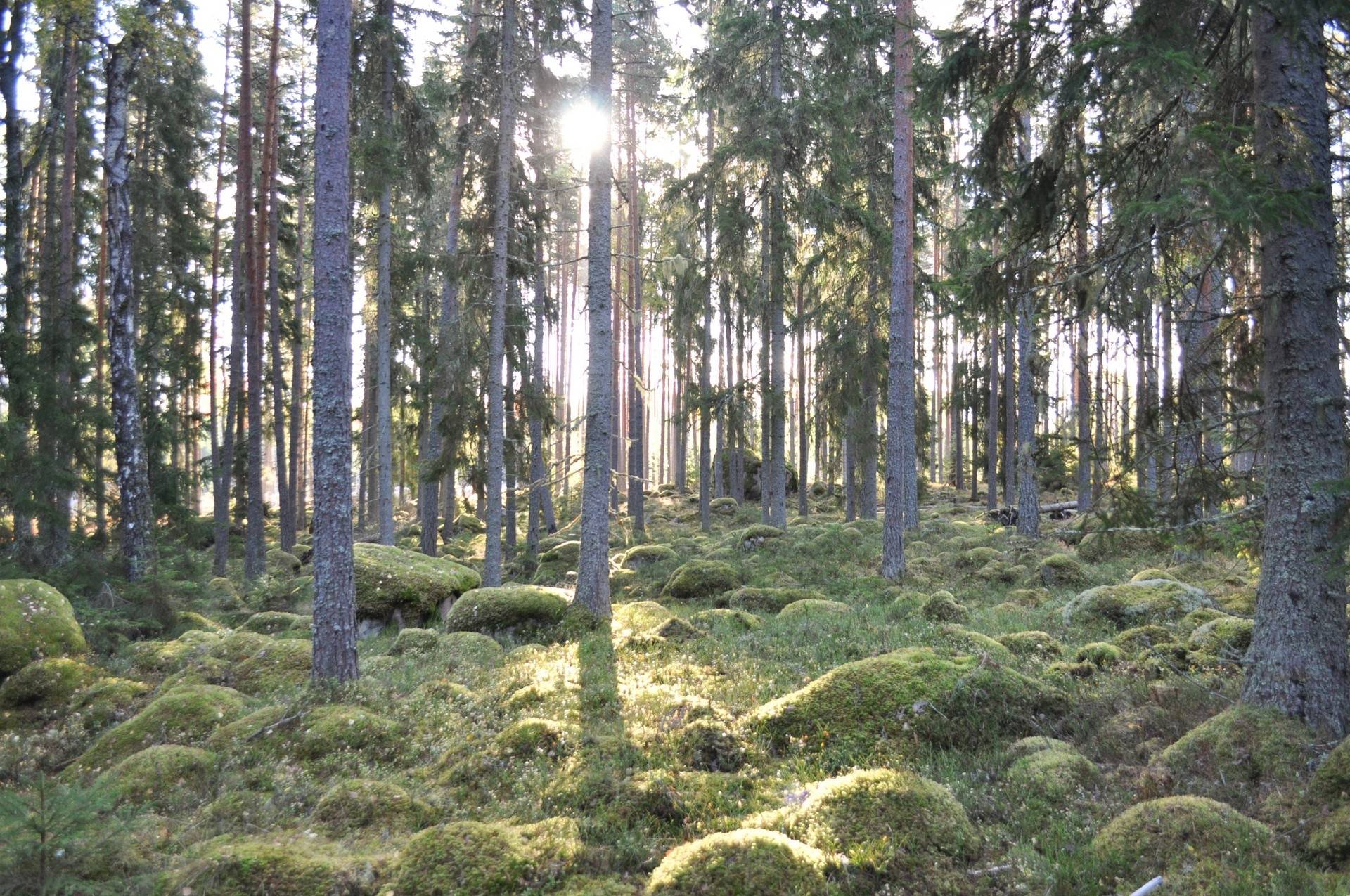 Örbyhus, Tierps kommun