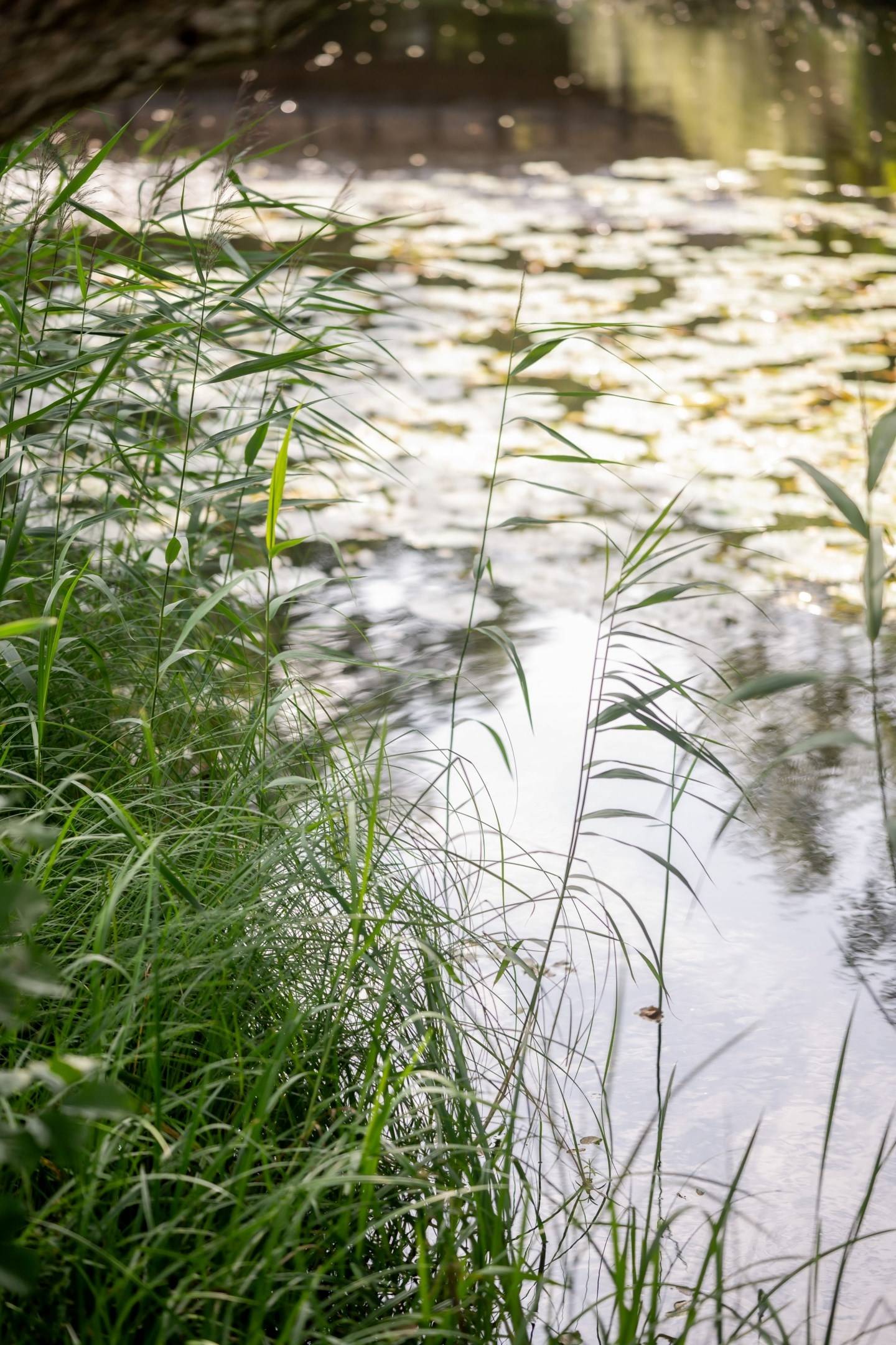 3 rum Lägenhet på Kyrkogårdsgatan 17 Druvefors Borås kommun - bild 38