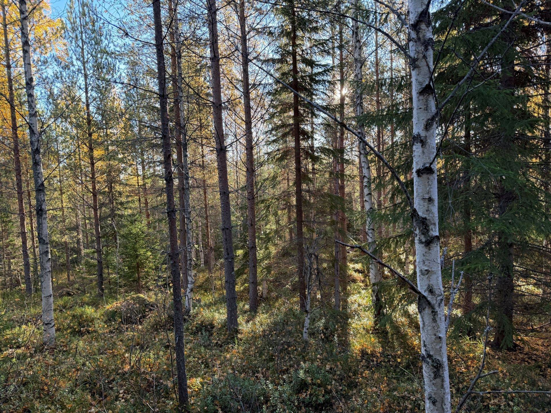 Gård/skog på Hansjö 8:5 Orsa kommun - bild 6