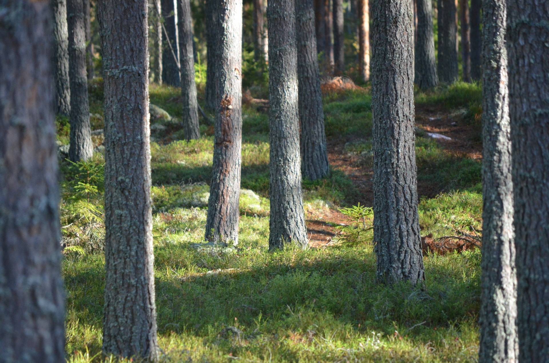 Gård med skogsbruk på Utanmyra Falu kommun - bild 13