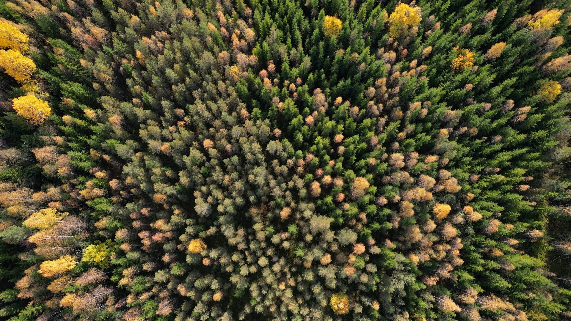 Gård/skog på RAGUNDA RAGUNDA-BÖLE 2:107 Ragunda kommun - bild 10