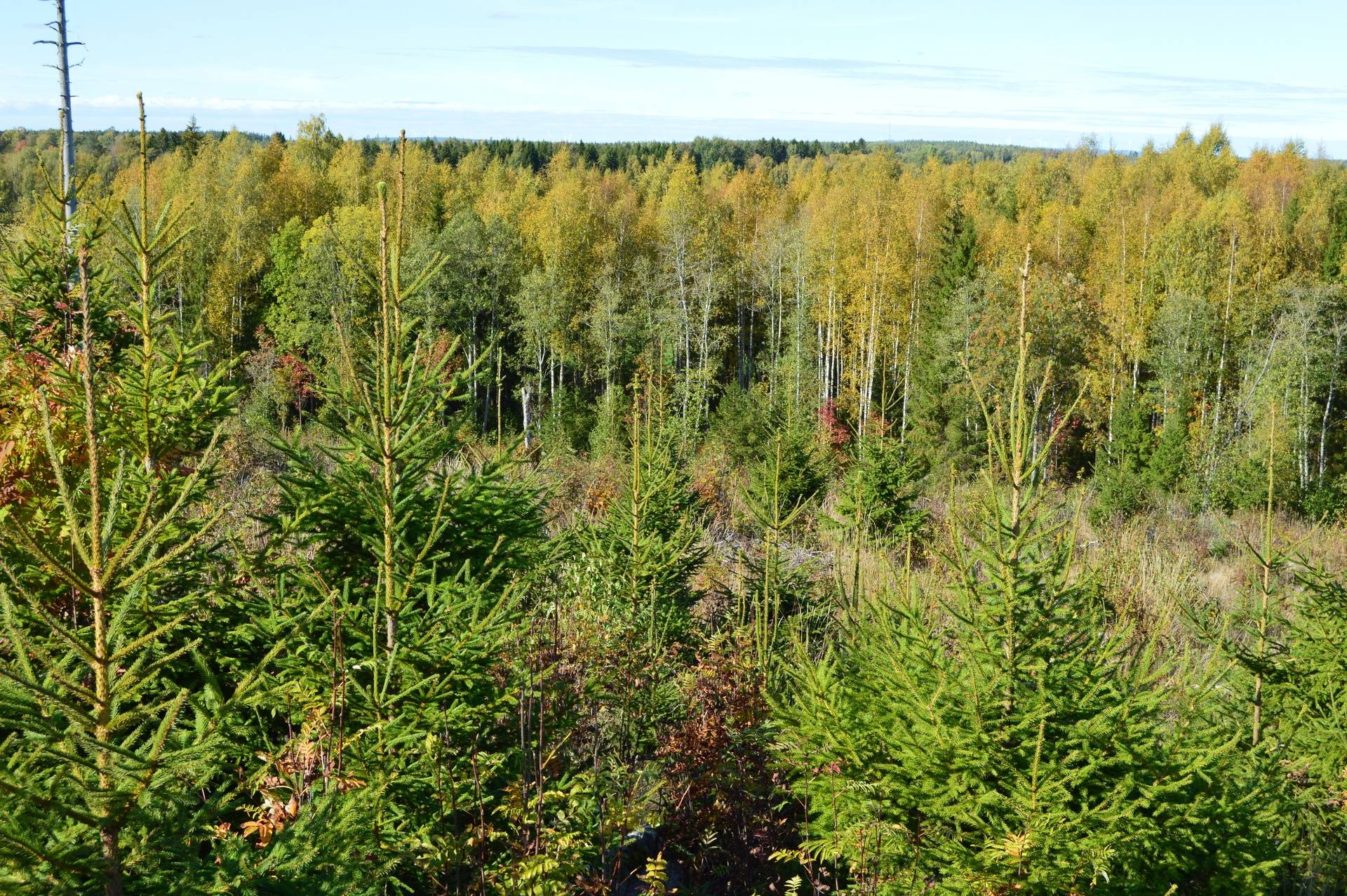 Gård med skogsbruk på Landtjärn Sandvikens kommun - bild 32