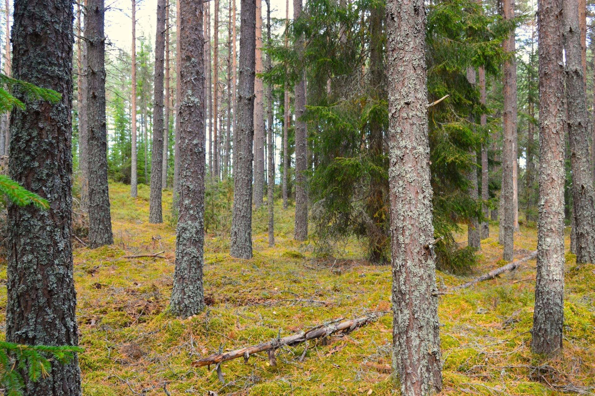 Gård med skogsbruk på Vällgården Falu kommun - bild 20
