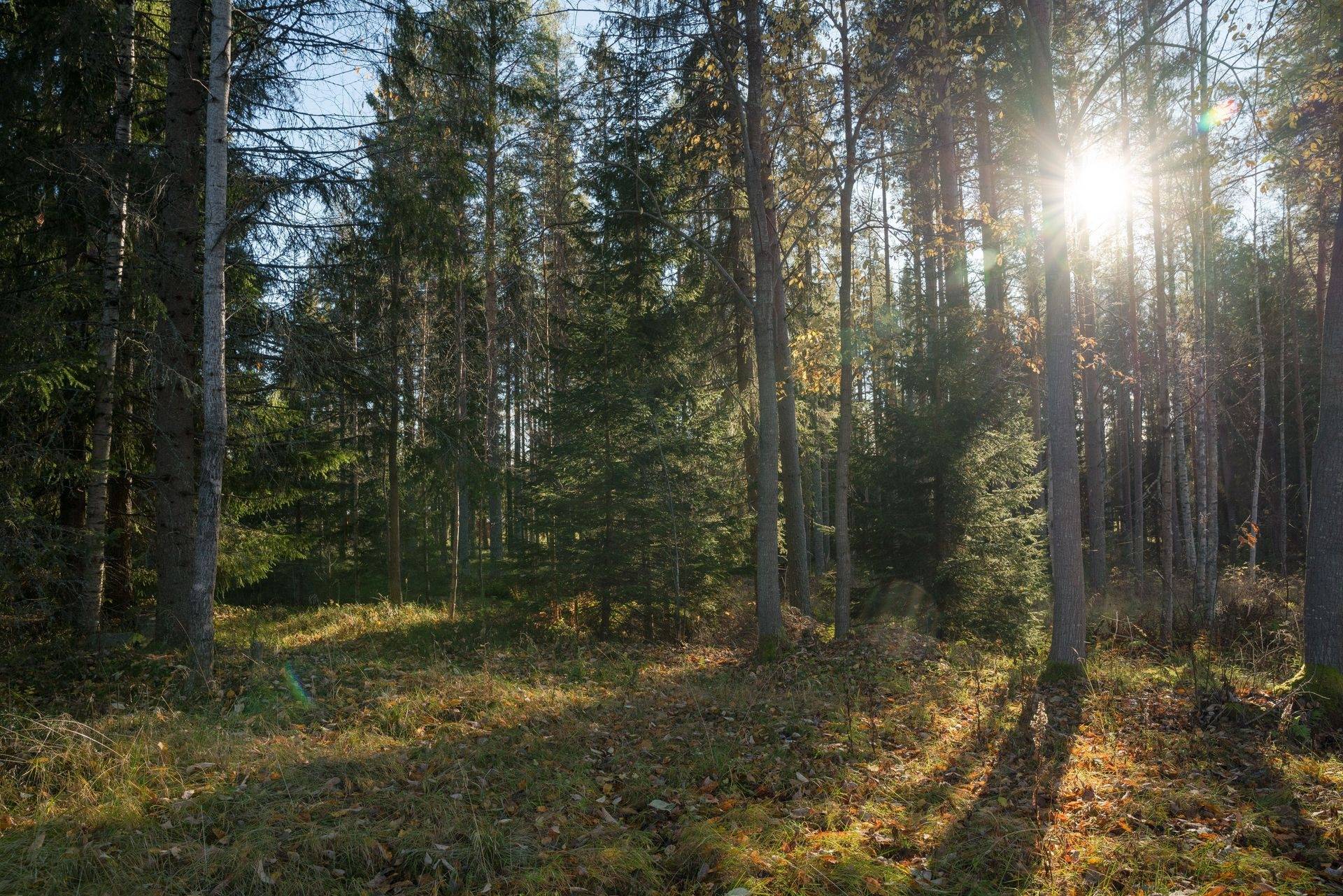 4 rum Fritidsboende på Ljusvattnet 287 Burträsk Skellefteå kommun - bild 10